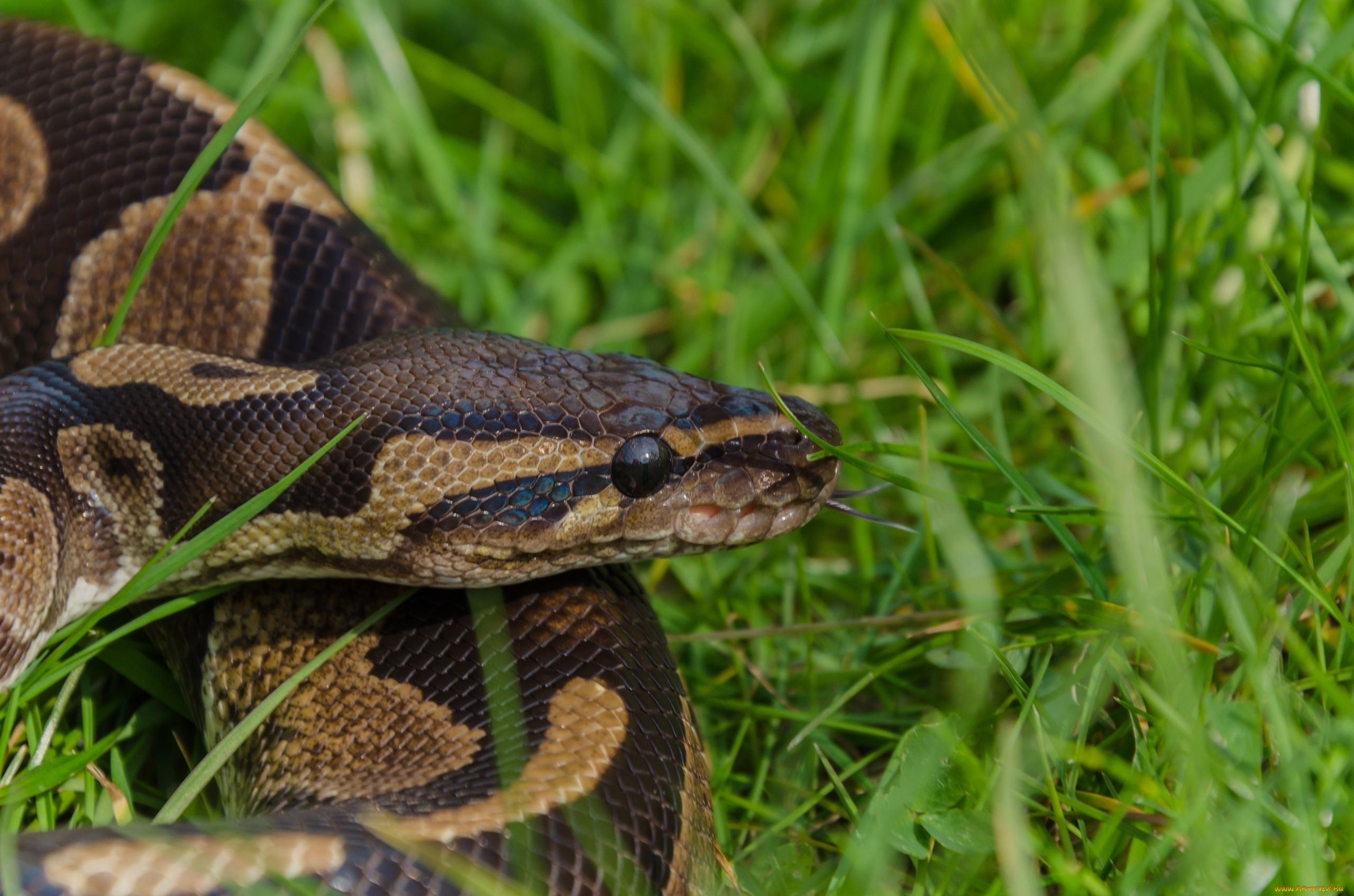 животные, змеи, , питоны, , кобры, чешуя, трава, питон