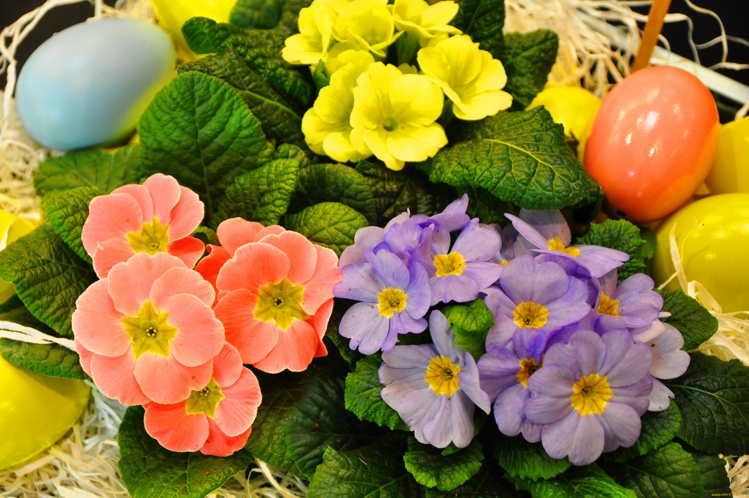 цветы, примулы, много, примула