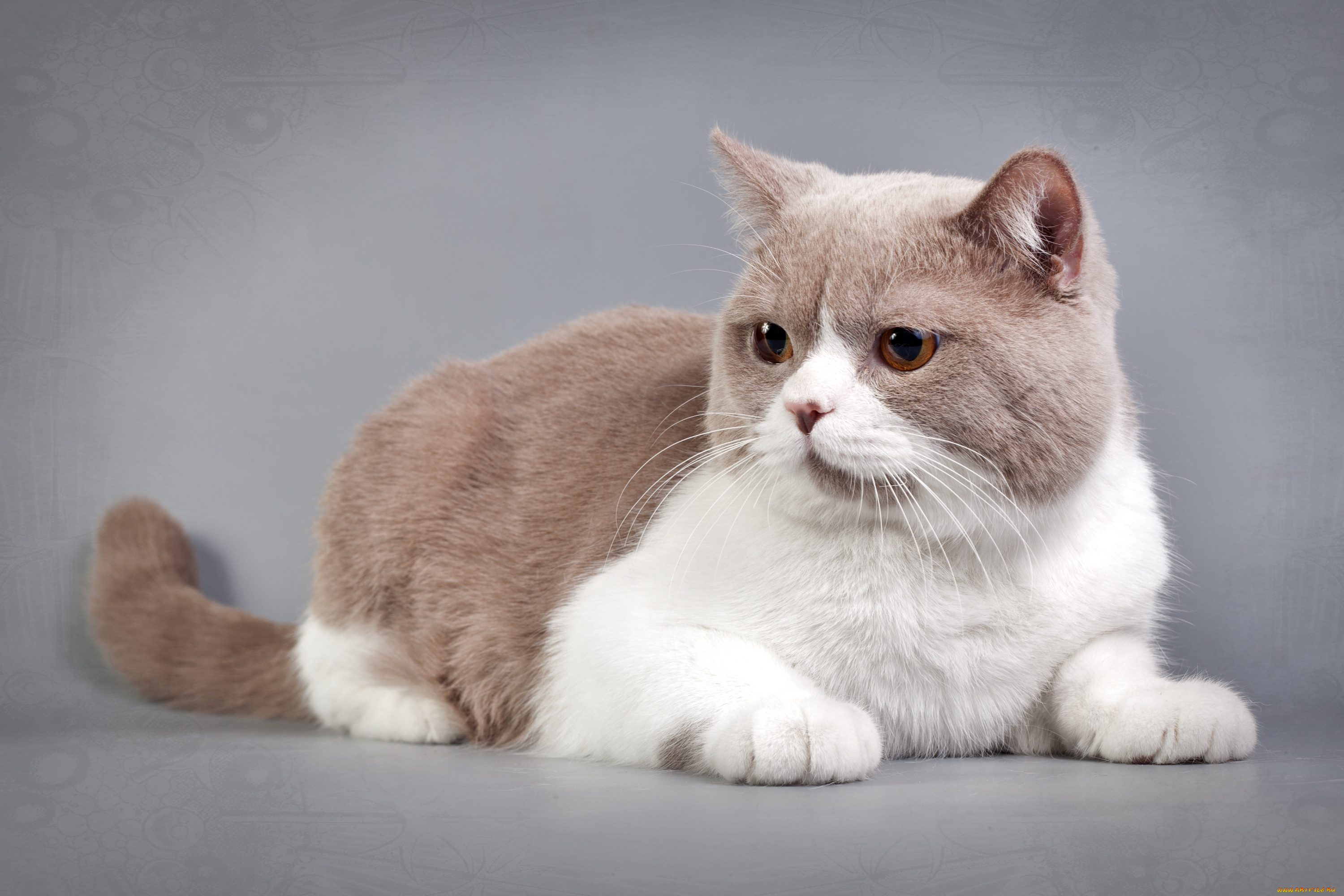 животные, коты, кошка