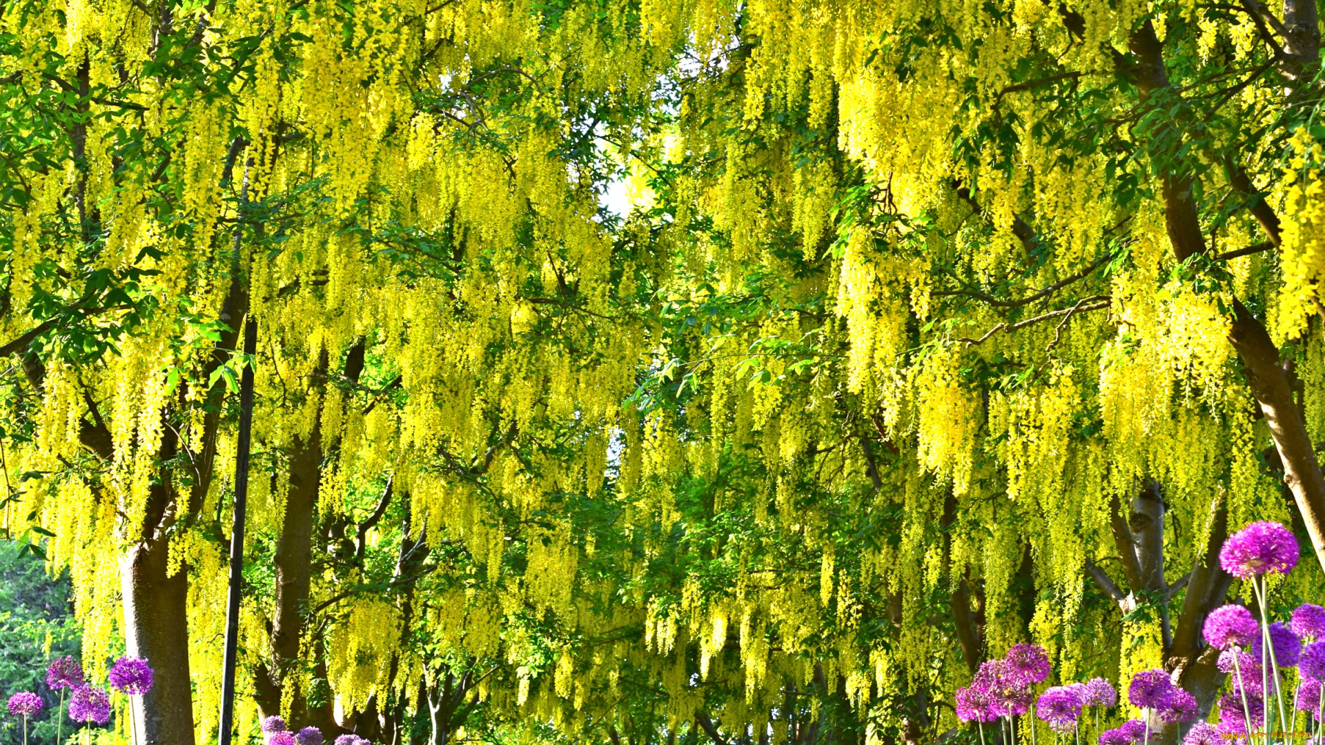 цветы, глициния, красота, гроздья, желтый, алиум, вистерия