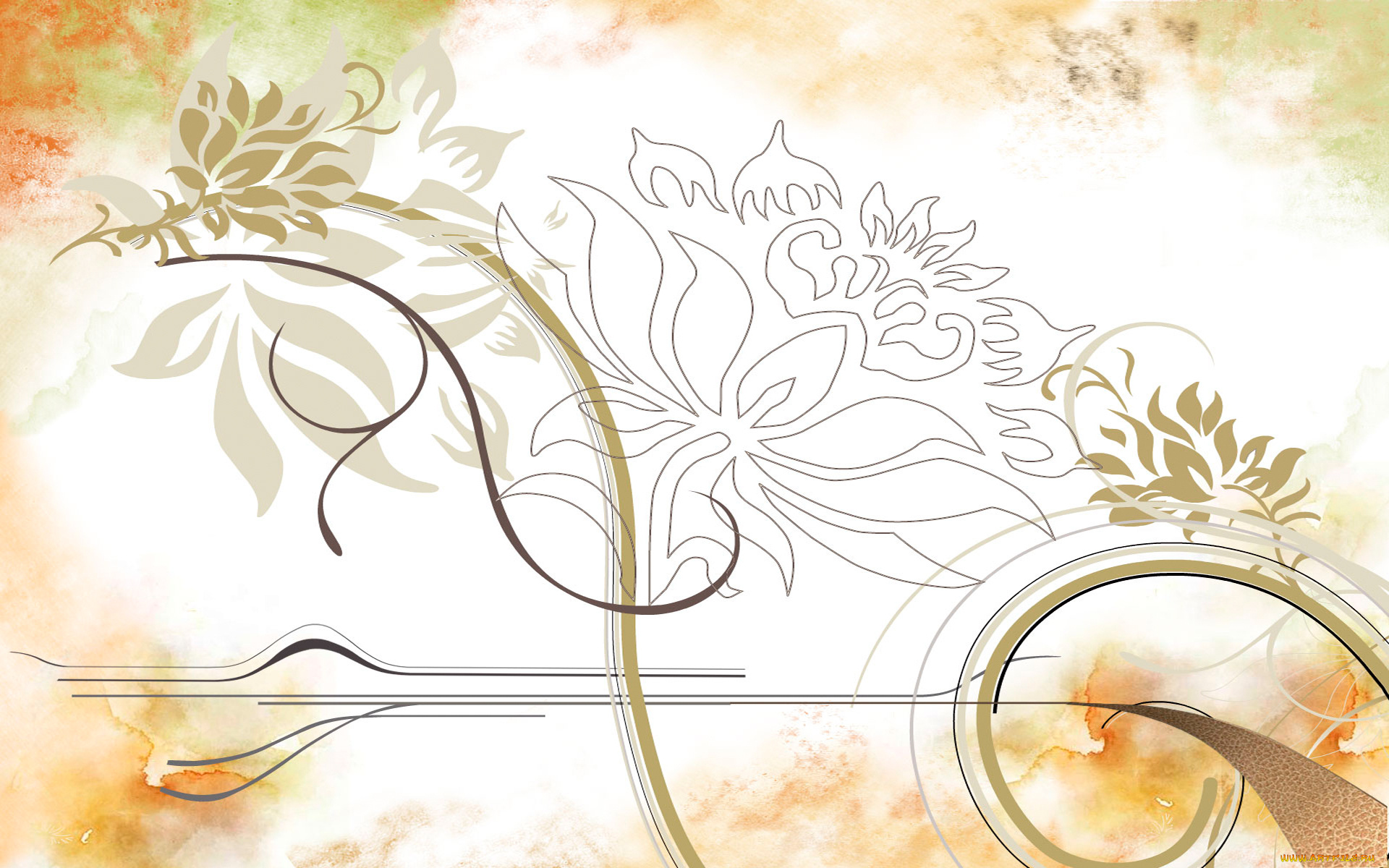 векторная, графика, цветы, , flowers, линии, полосы, хризантемы, цветы, пятна