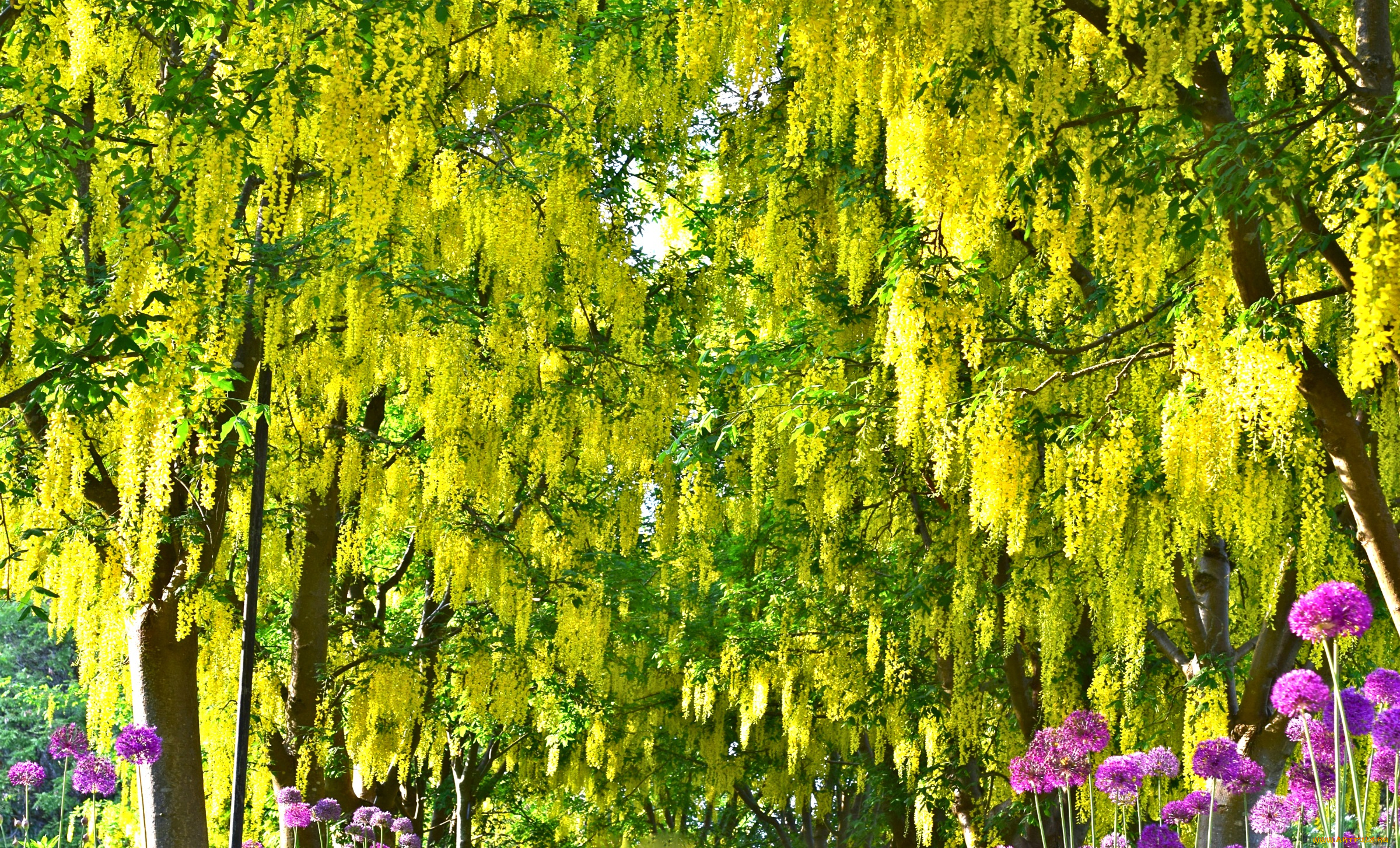 цветы, глициния, красота, гроздья, желтый, алиум, вистерия