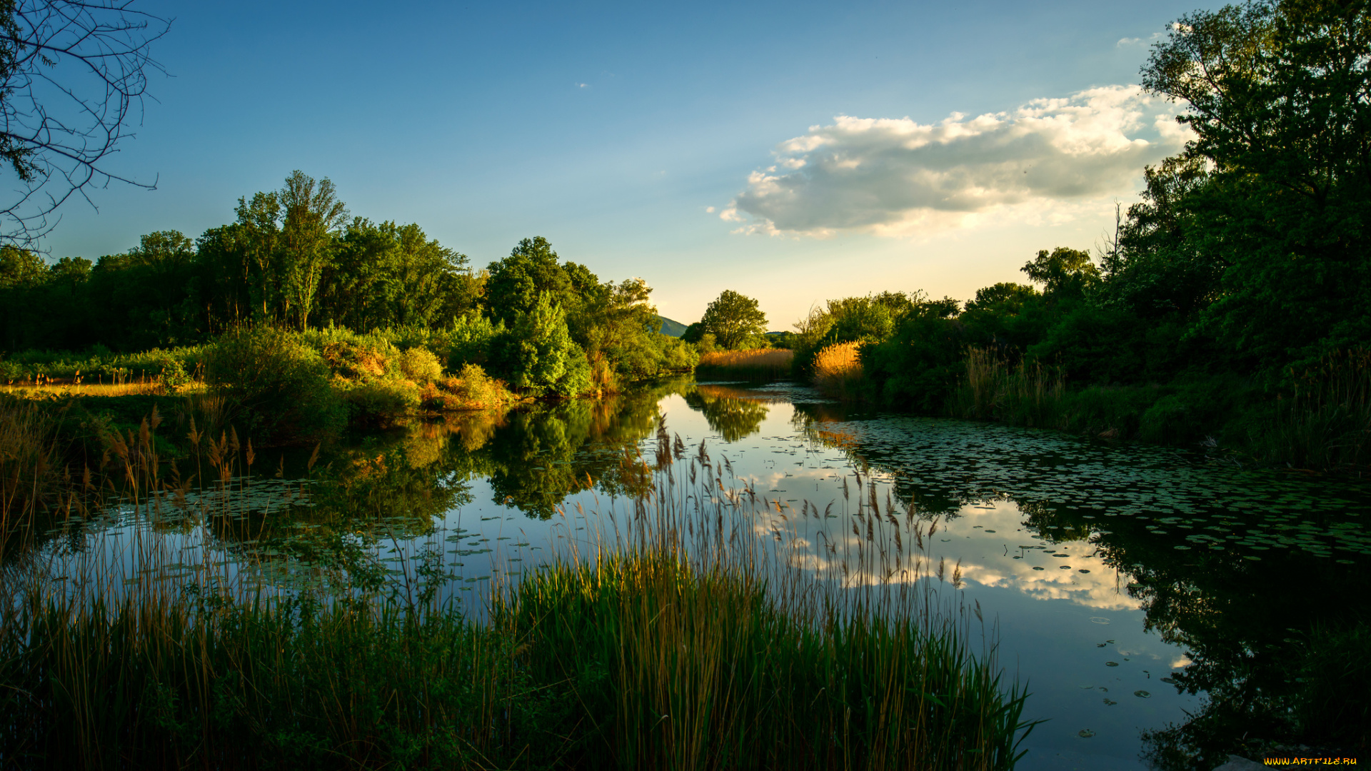 природа, реки, озера, лес, река