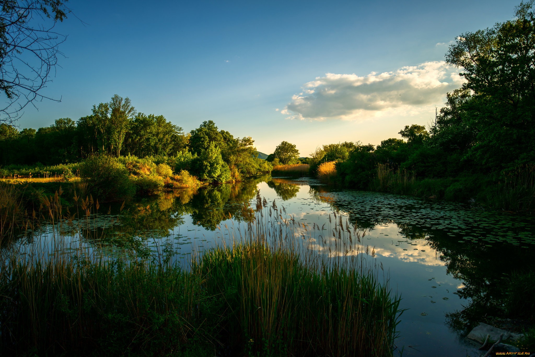 природа, реки, озера, лес, река