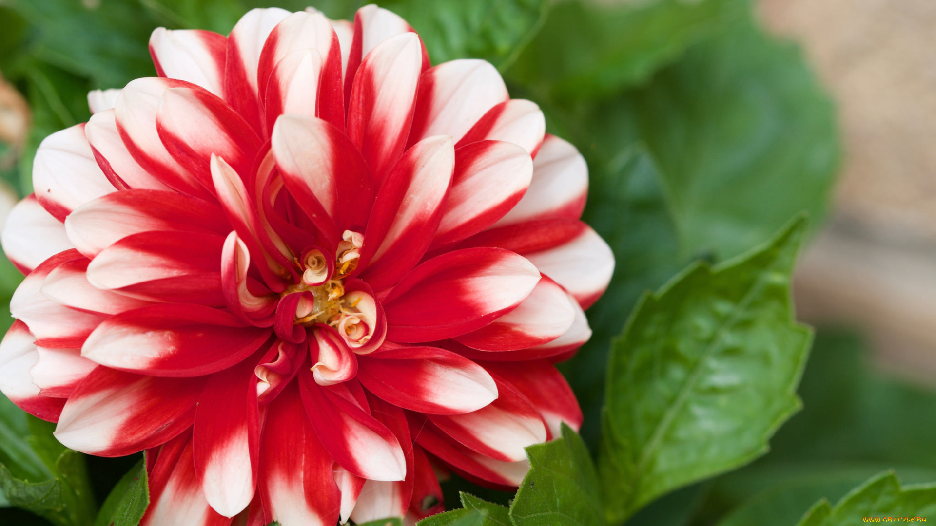 цветы, георгины, лепестки, бутоны, цветение, георгин