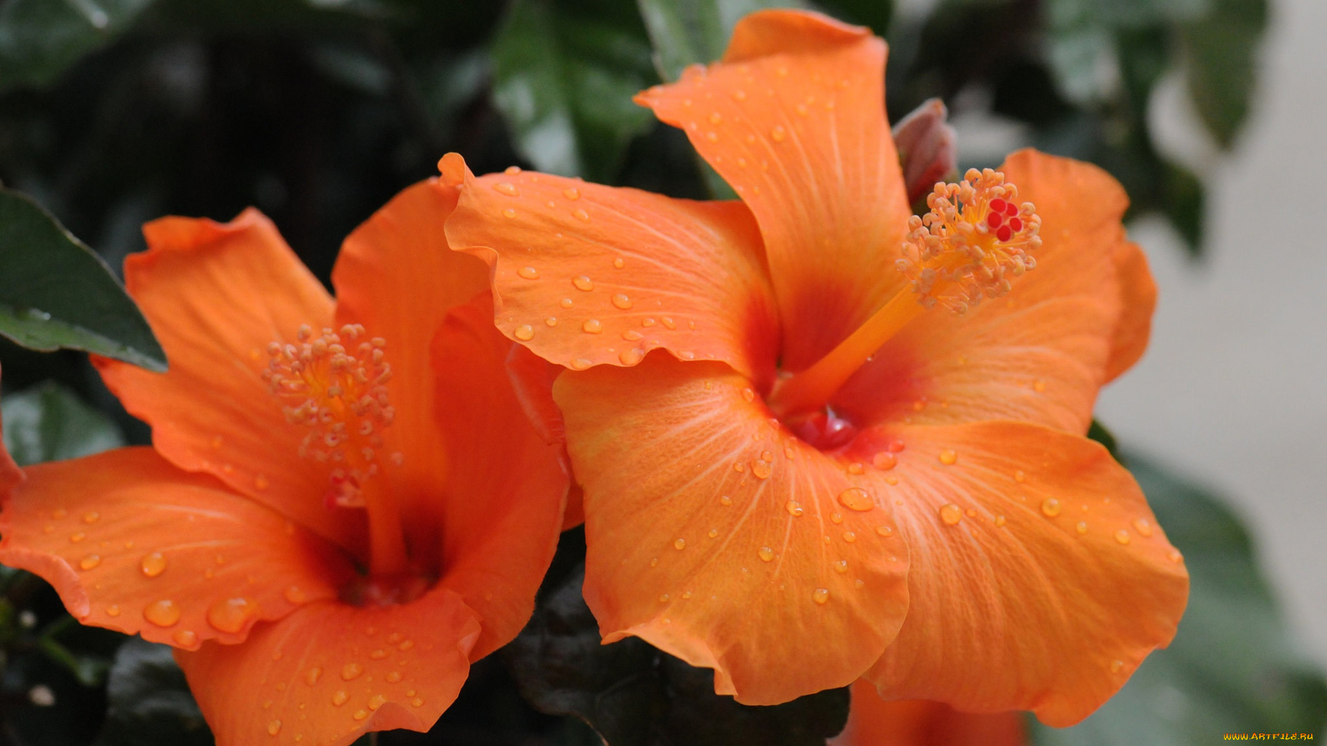 цветы, гибискусы, гибискус, цветение, листики, красный, тычинка