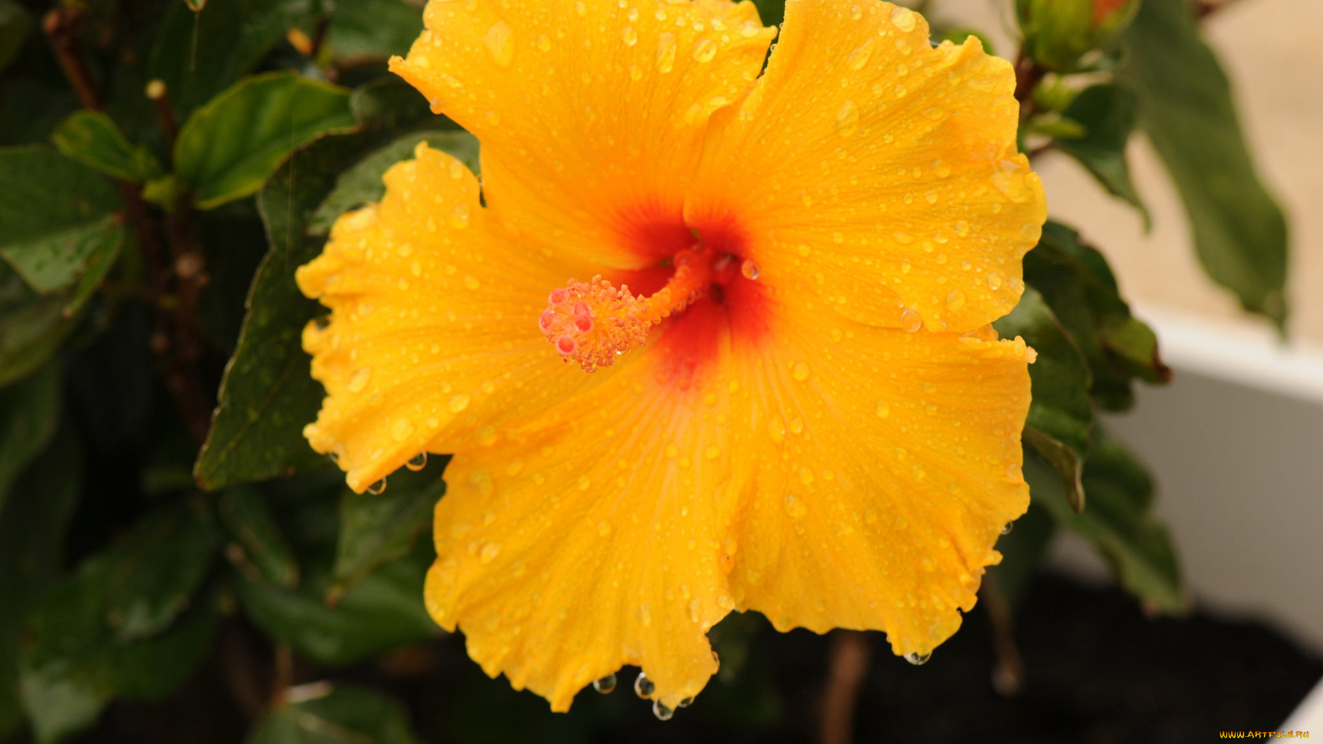 цветы, гибискусы, гибискус, тычинки, цветение, ярко, лепестки, листики