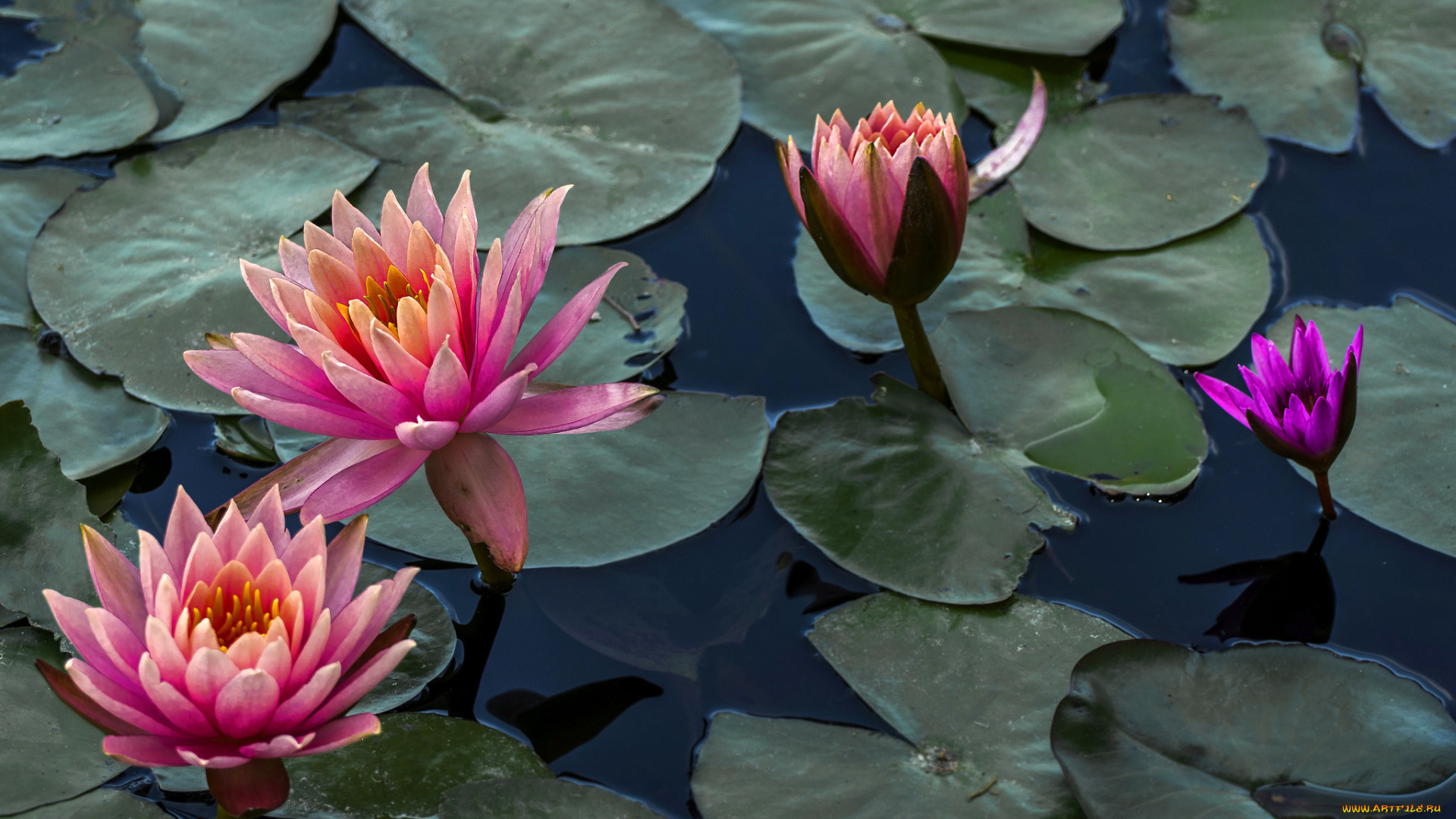 цветы, лилии, водяные, , нимфеи, , кувшинки, листья, водяные, лилии, вода