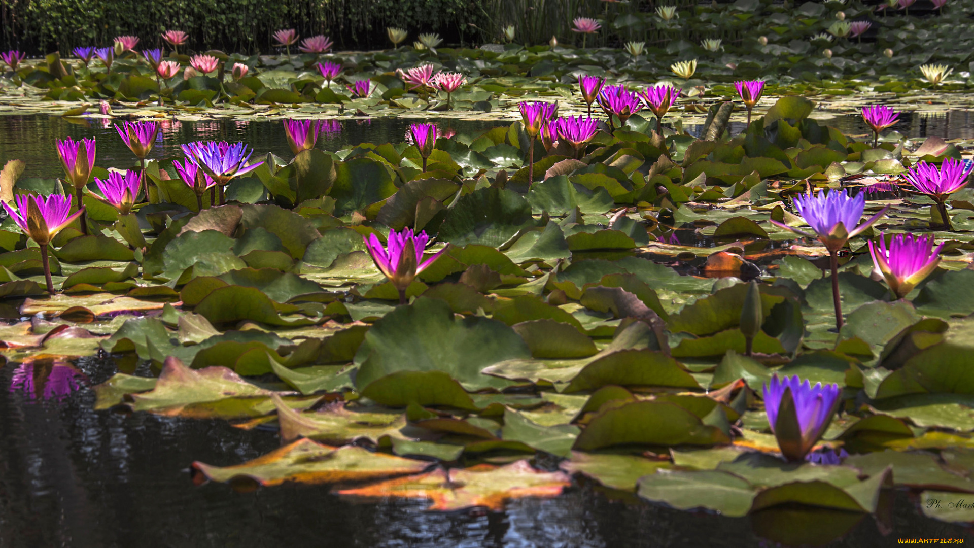 цветы, лилии, водяные, , нимфеи, , кувшинки, водяные, лилии, цветение, листья, вода
