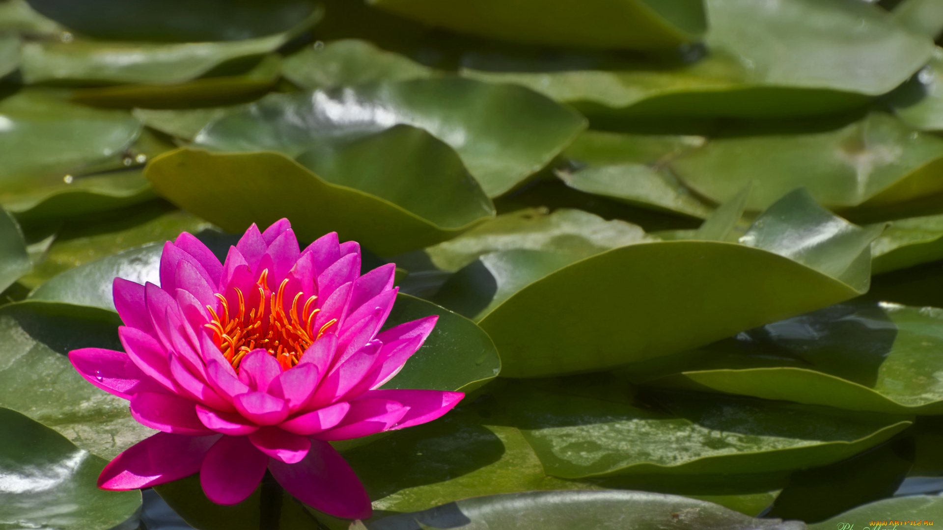 цветы, лотосы, лотос, лепестки, цветение