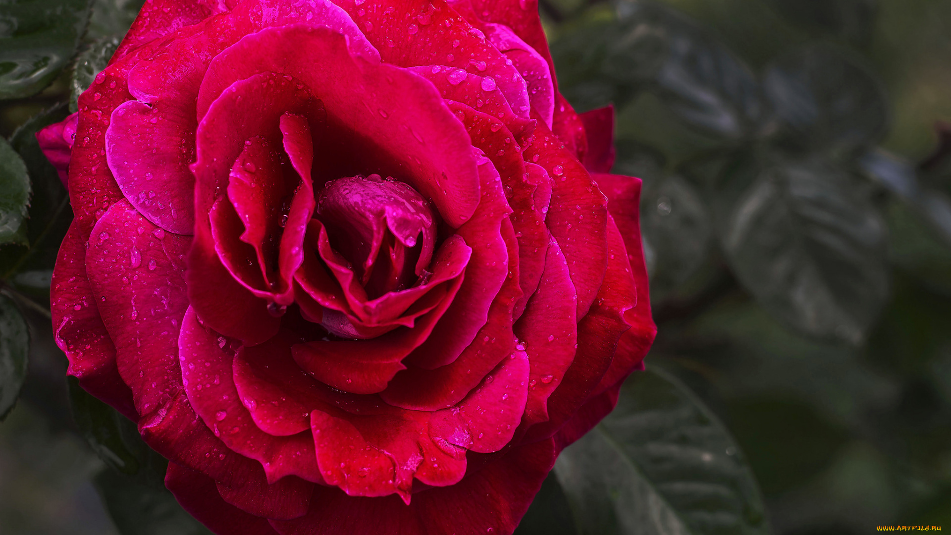 цветы, розы, бутон, blossoms, leaves, bud, rose, роза, цветение, лепестки, листья, petals