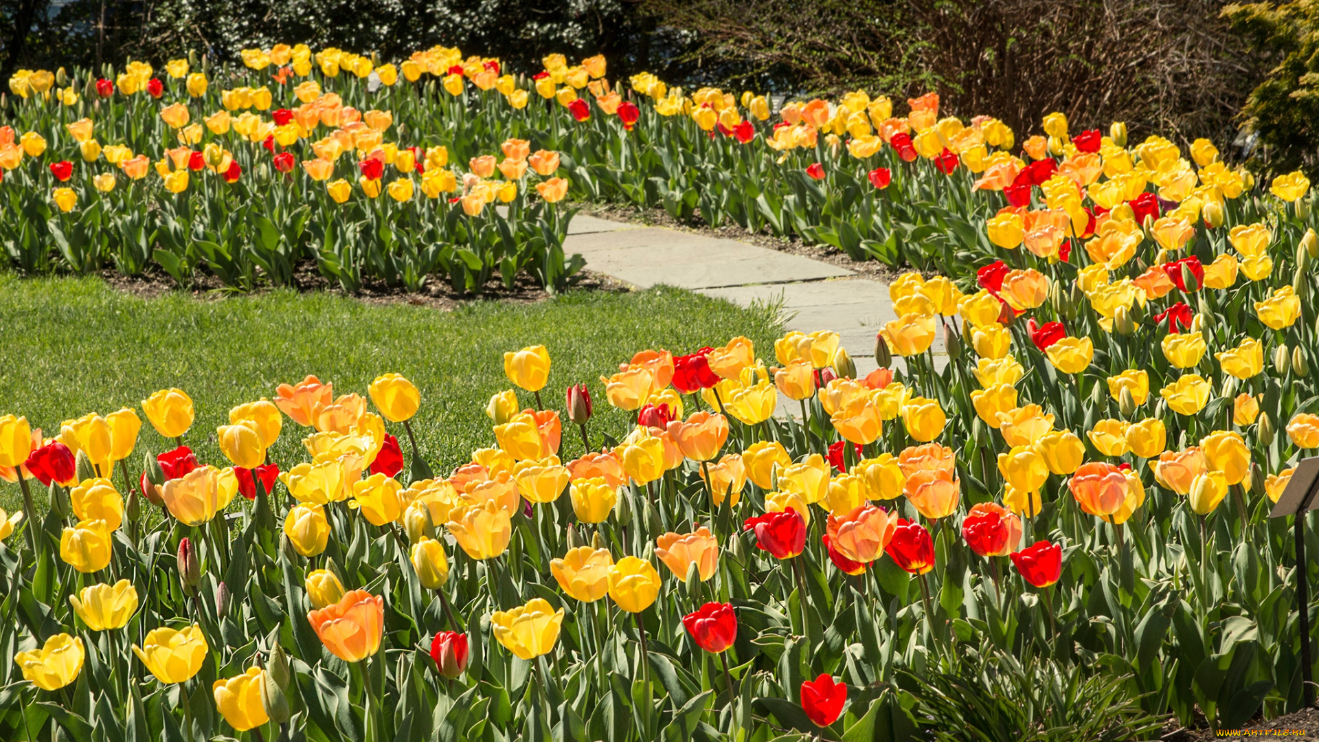 цветы, тюльпаны, красные, парк, желтые, трава, солнце, дорожка, газон
