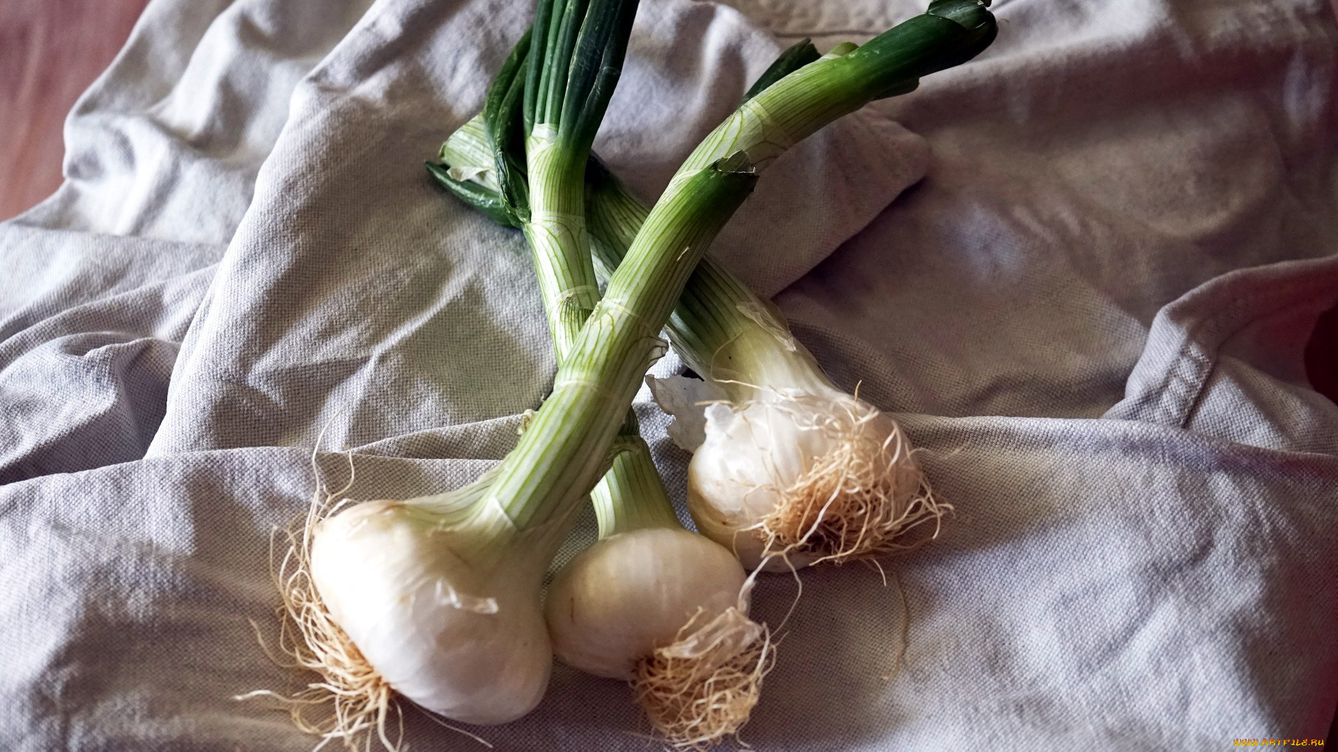 еда, лук, луковицы, молодой