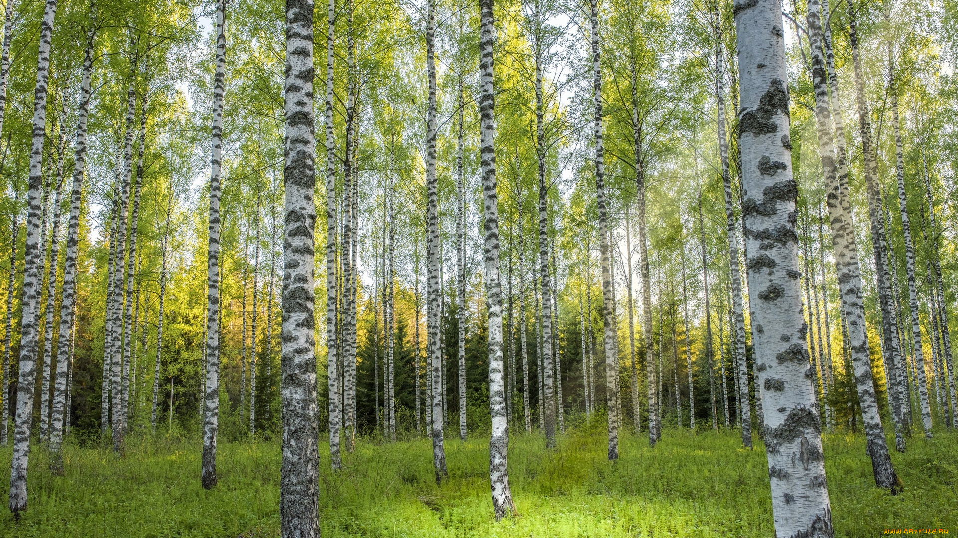природа, лес, березы, трава
