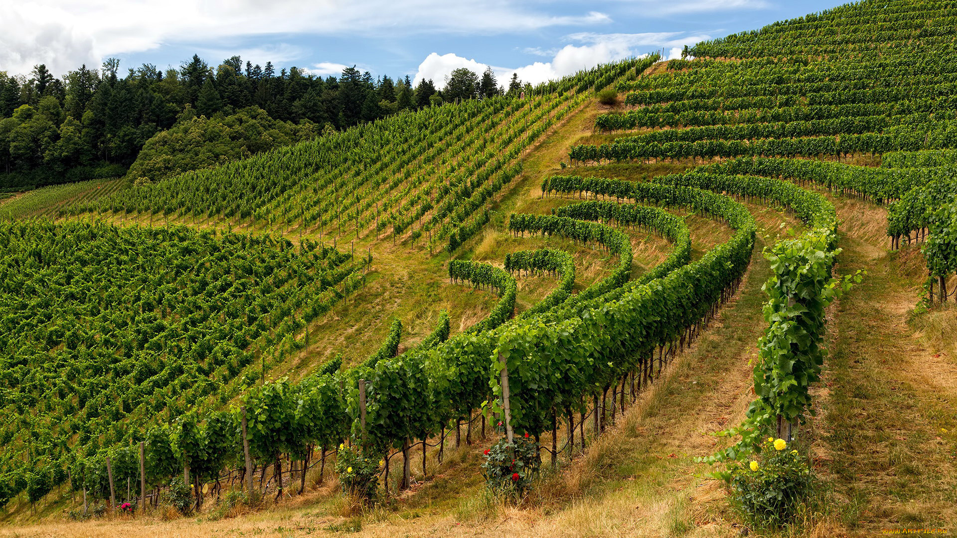 природа, поля, виноградники