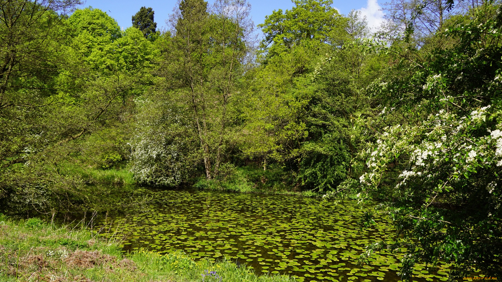 природа, реки, озера, трава, деревья, кувшинки, пруд