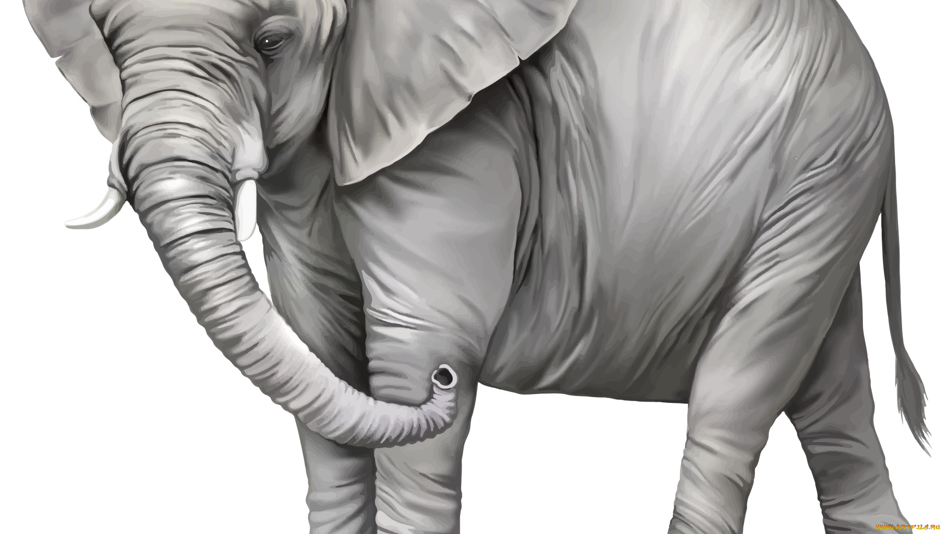 рисованное, животные, , слоны, фон, слон