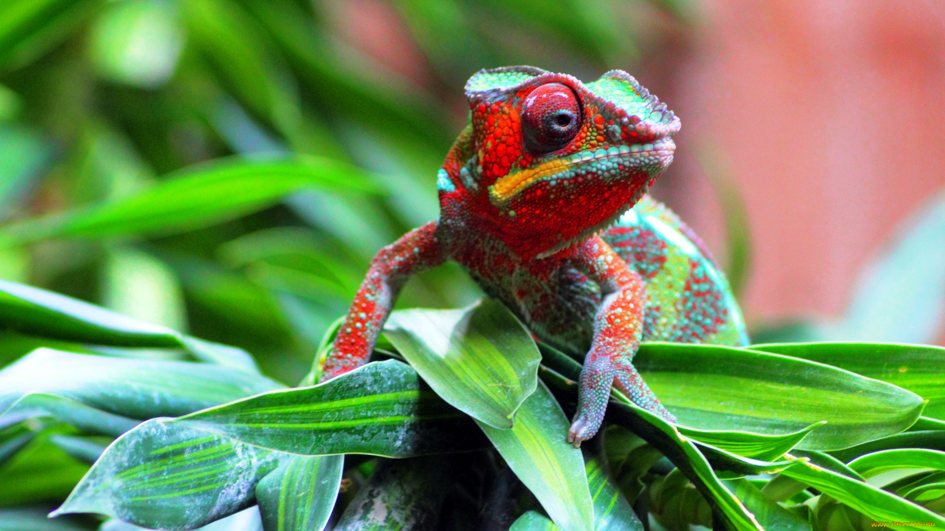 животные, хамелеоны, листья, ящерица, хамелеон, разноцветный