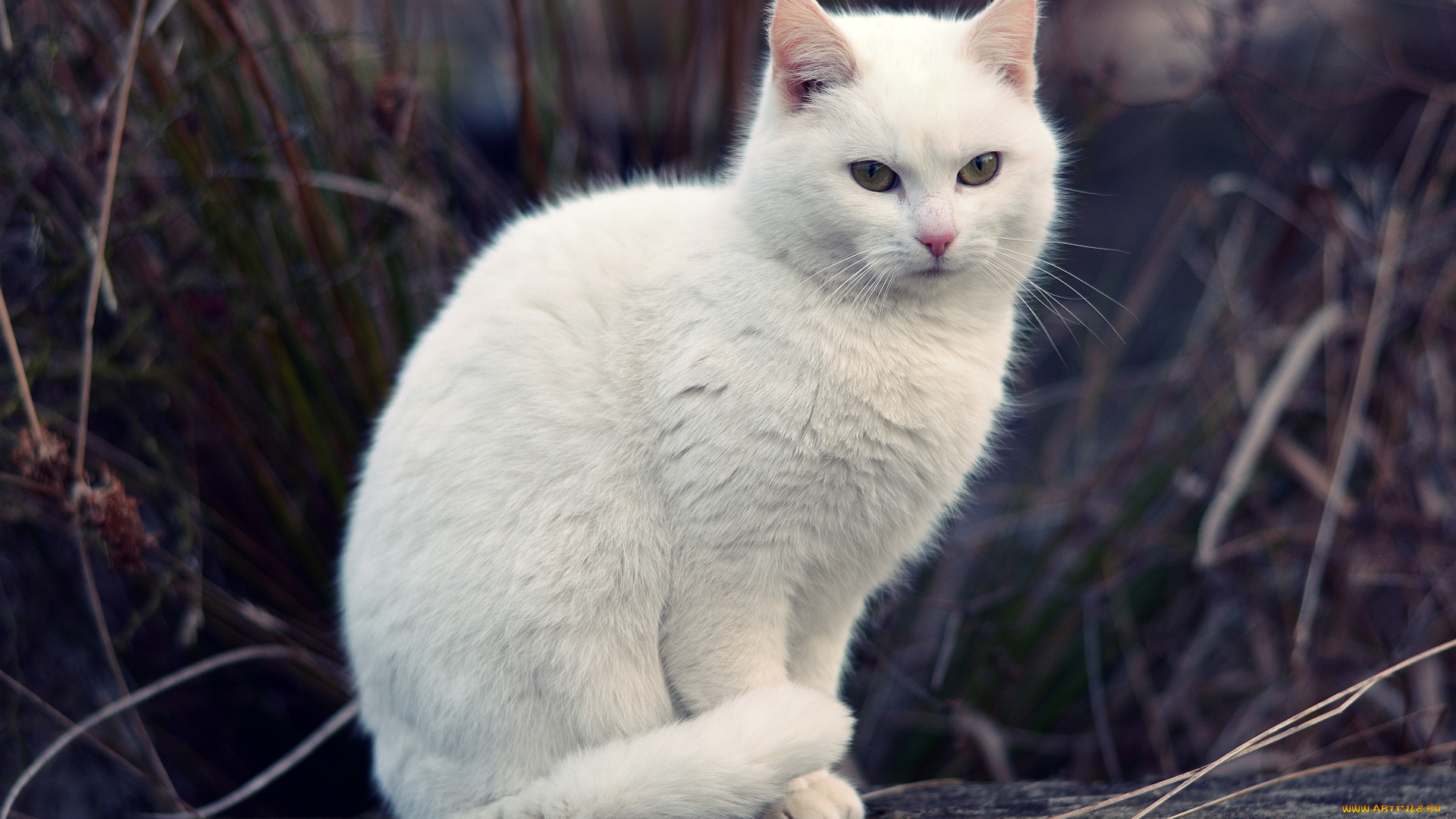 животные, коты, боке, кошка, белый, трава, кот