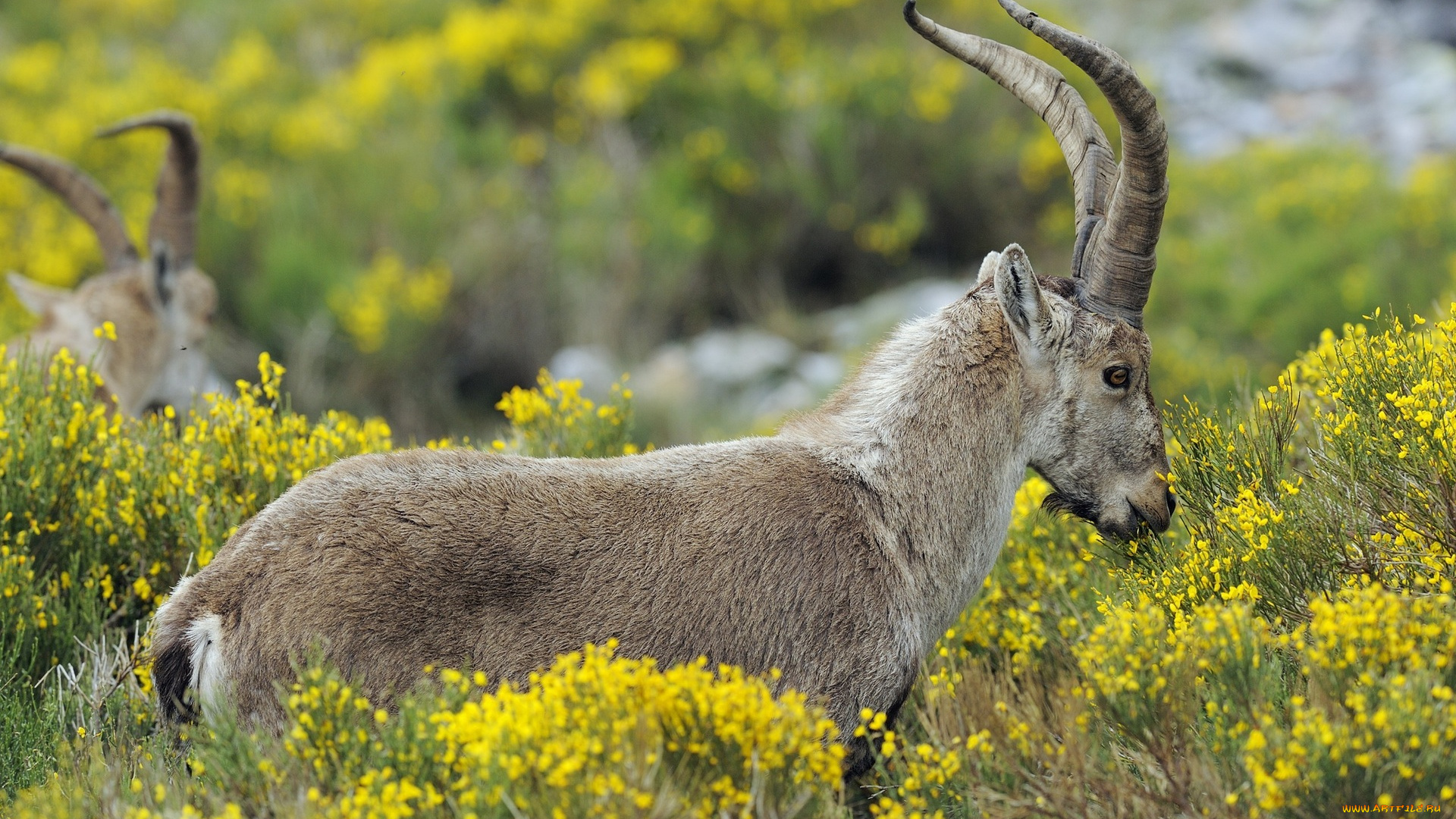 животные, козы, цветы, рога, дикий, луг, козел