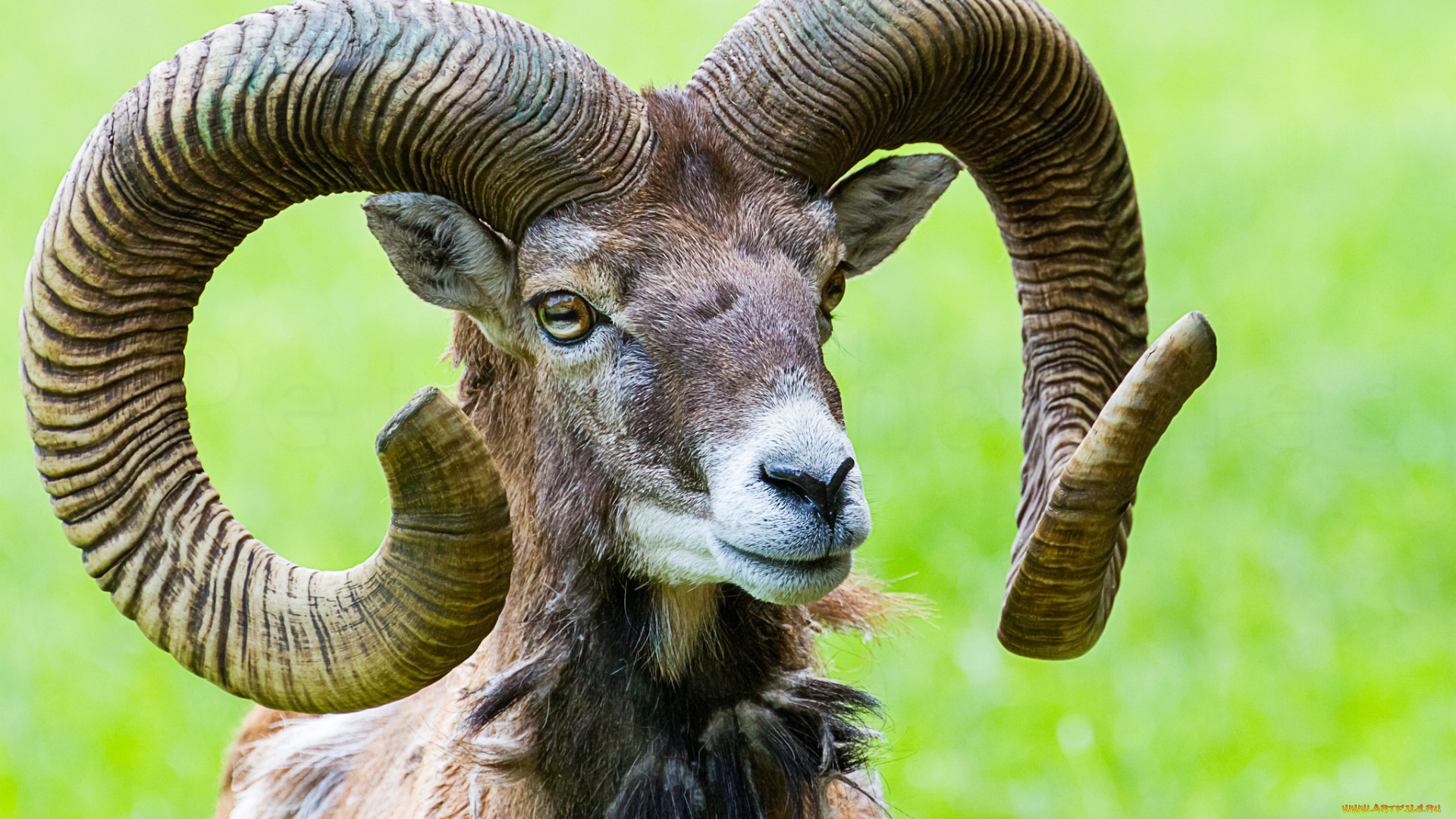 животные, козы, коза, животное, рога