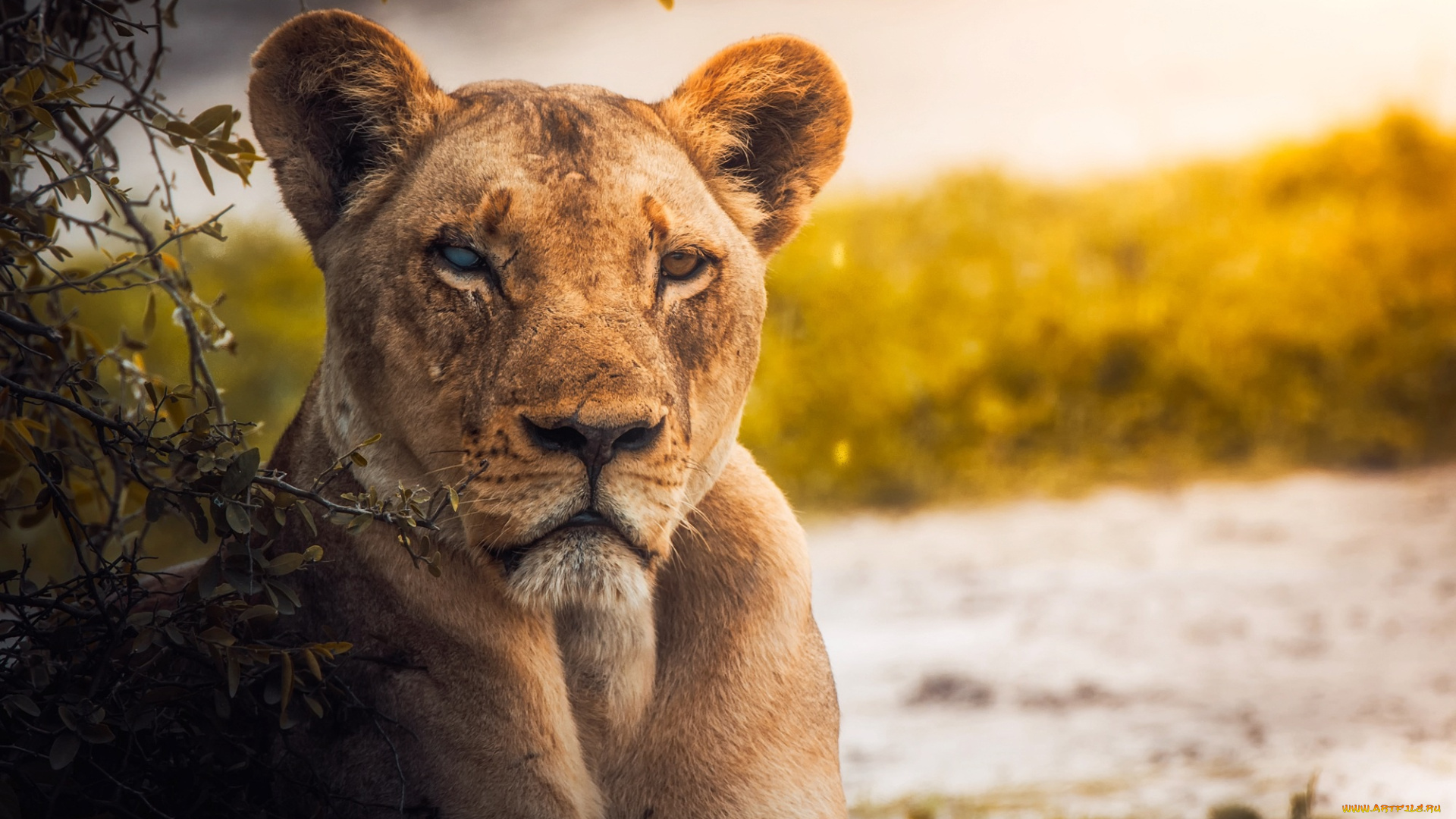 животные, львы, боке, хищник, речка, львица, кусты, морда, ветки