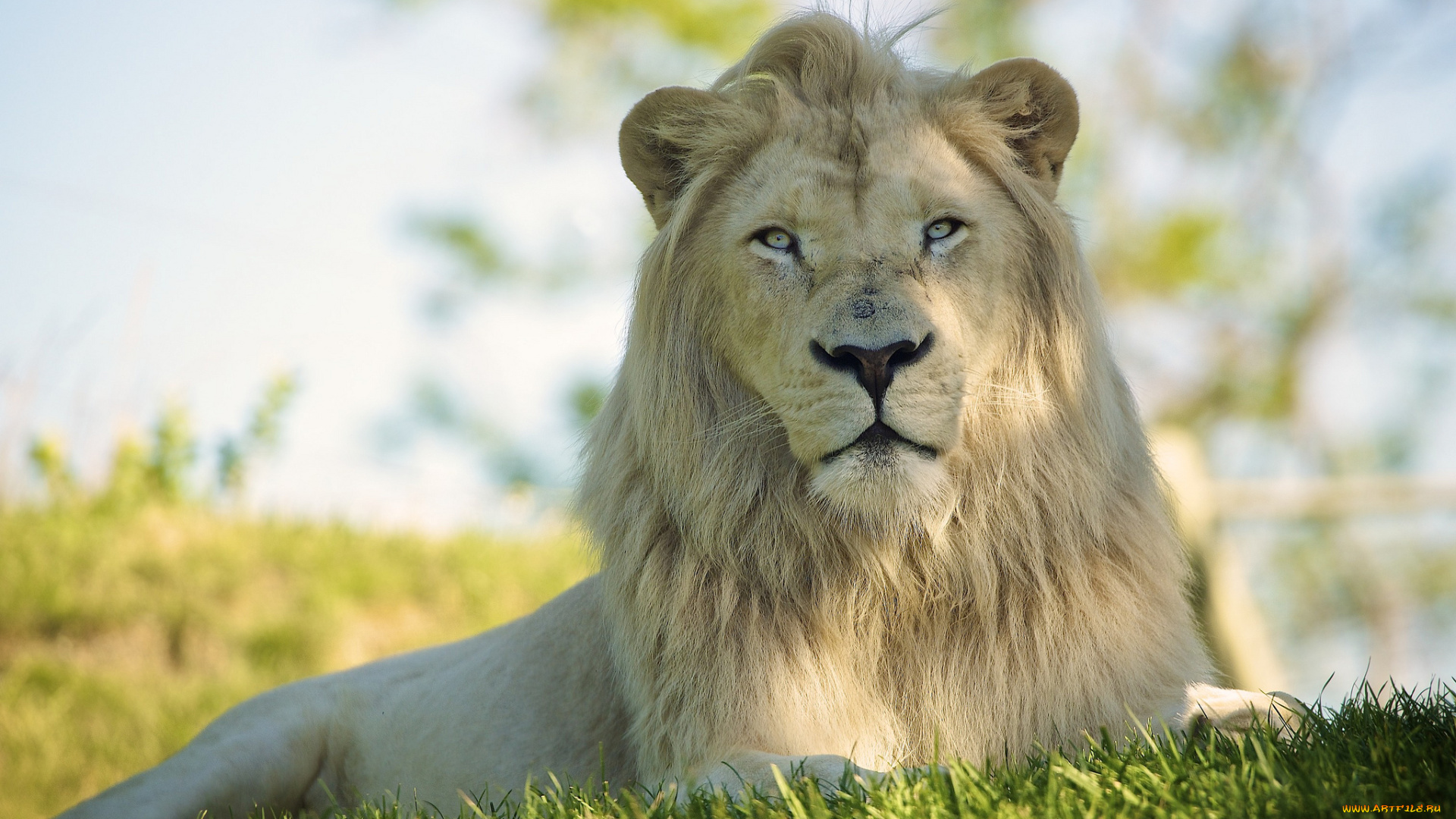 животные, львы, животное, цвет, грива, лев, опасен