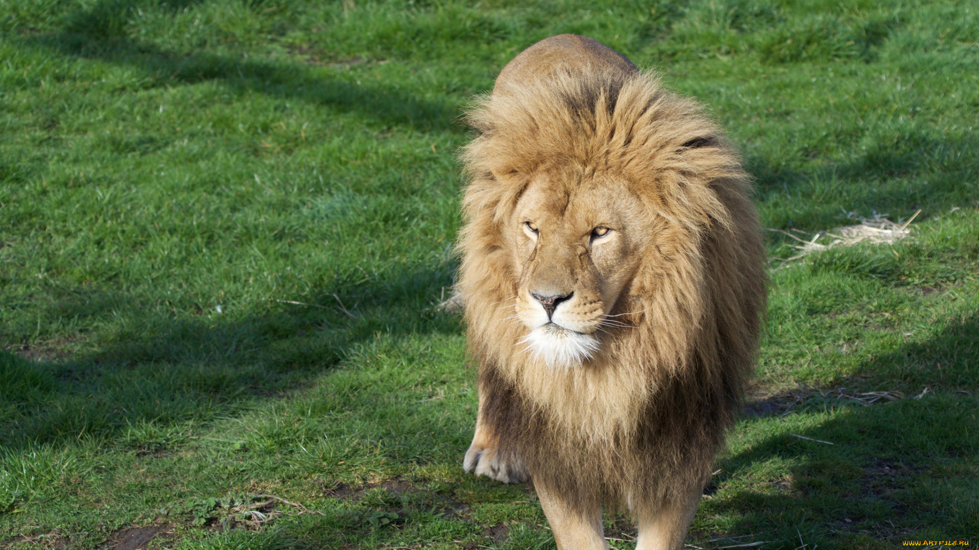 животные, львы, животное, опасен, грива, лев, цвет