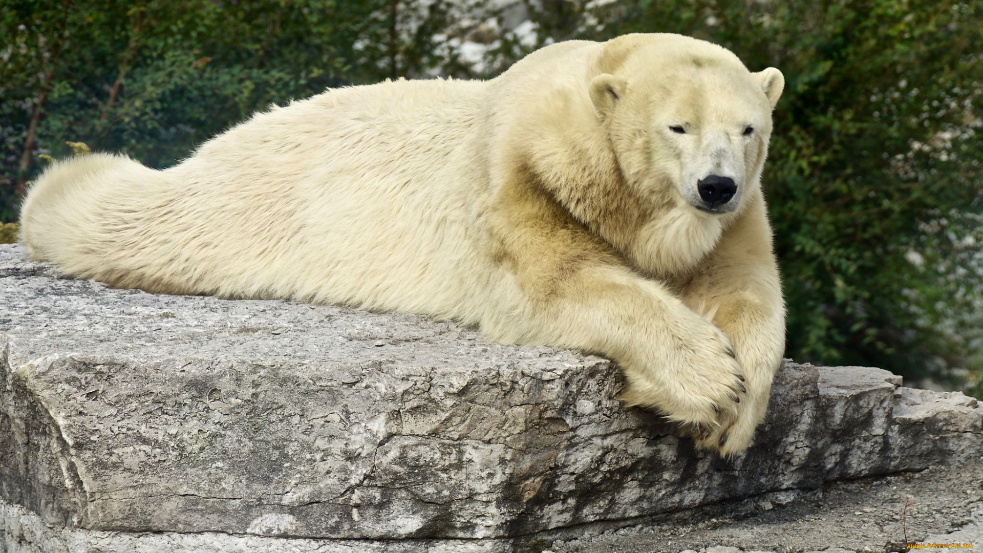 животные, медведи, мишка, большой, лапа, животное