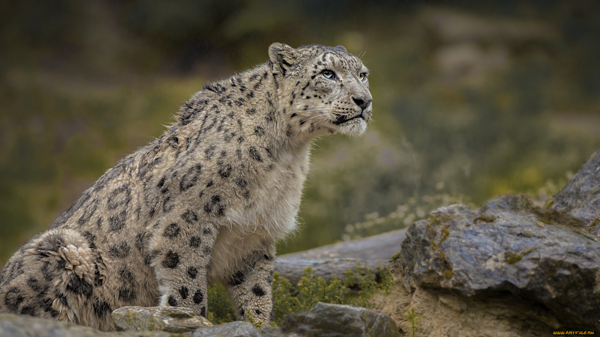 животные, снежный, барс, , ирбис, кошка, морда, снежный, барс