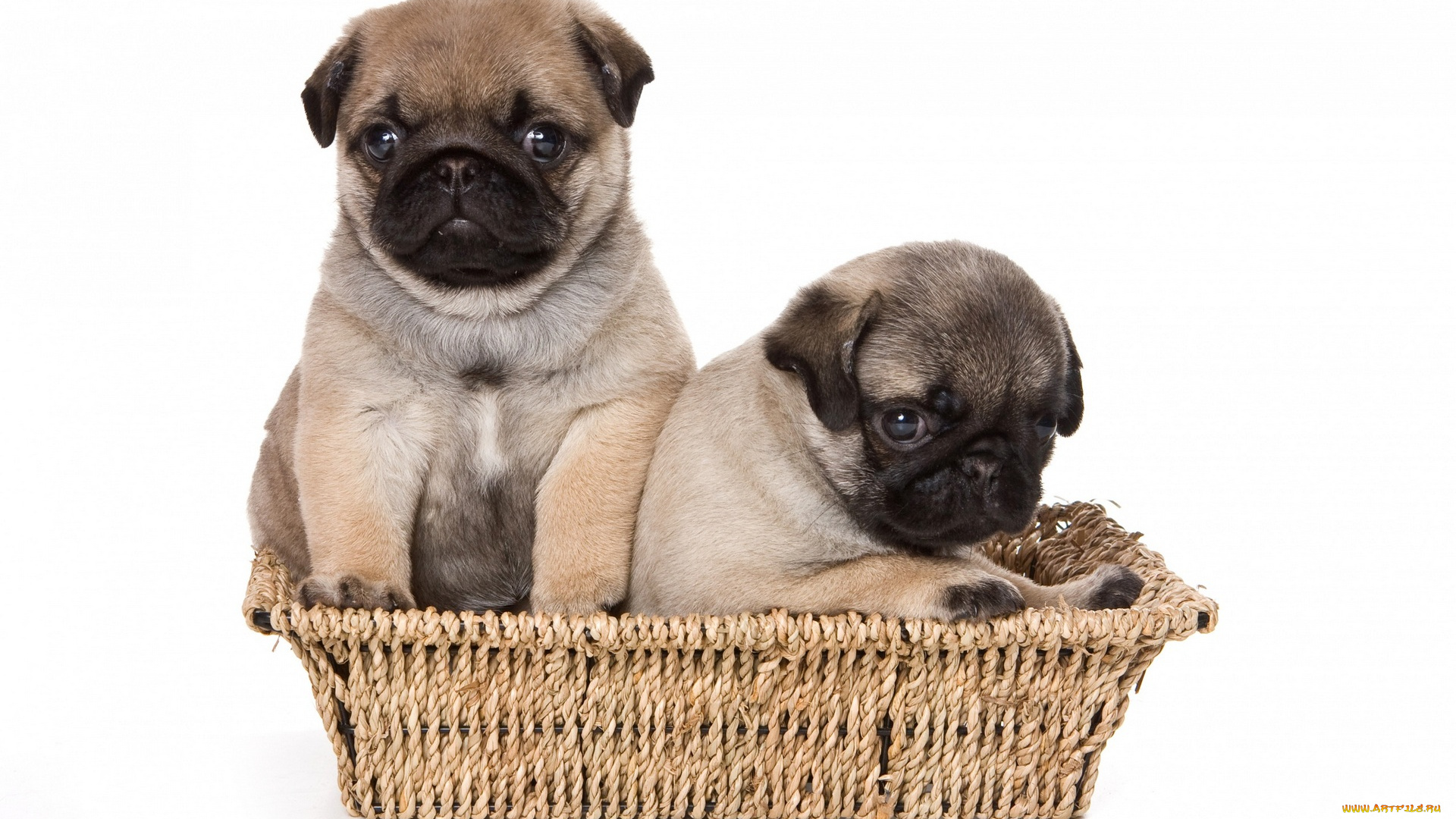 животные, собаки, корзина, двое, белый, фон
