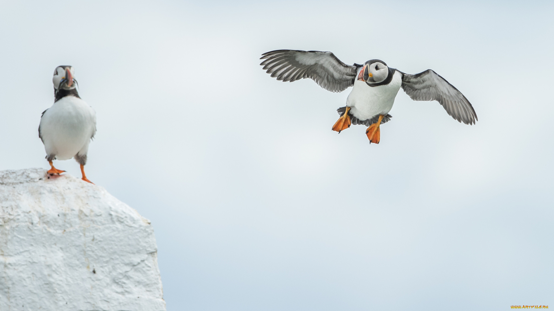 животные, тупики, окрас, птица, тупик