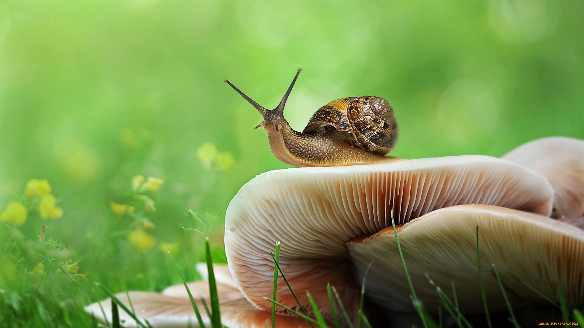 животные, улитки, зелень, улитка, боке, трава, грибы