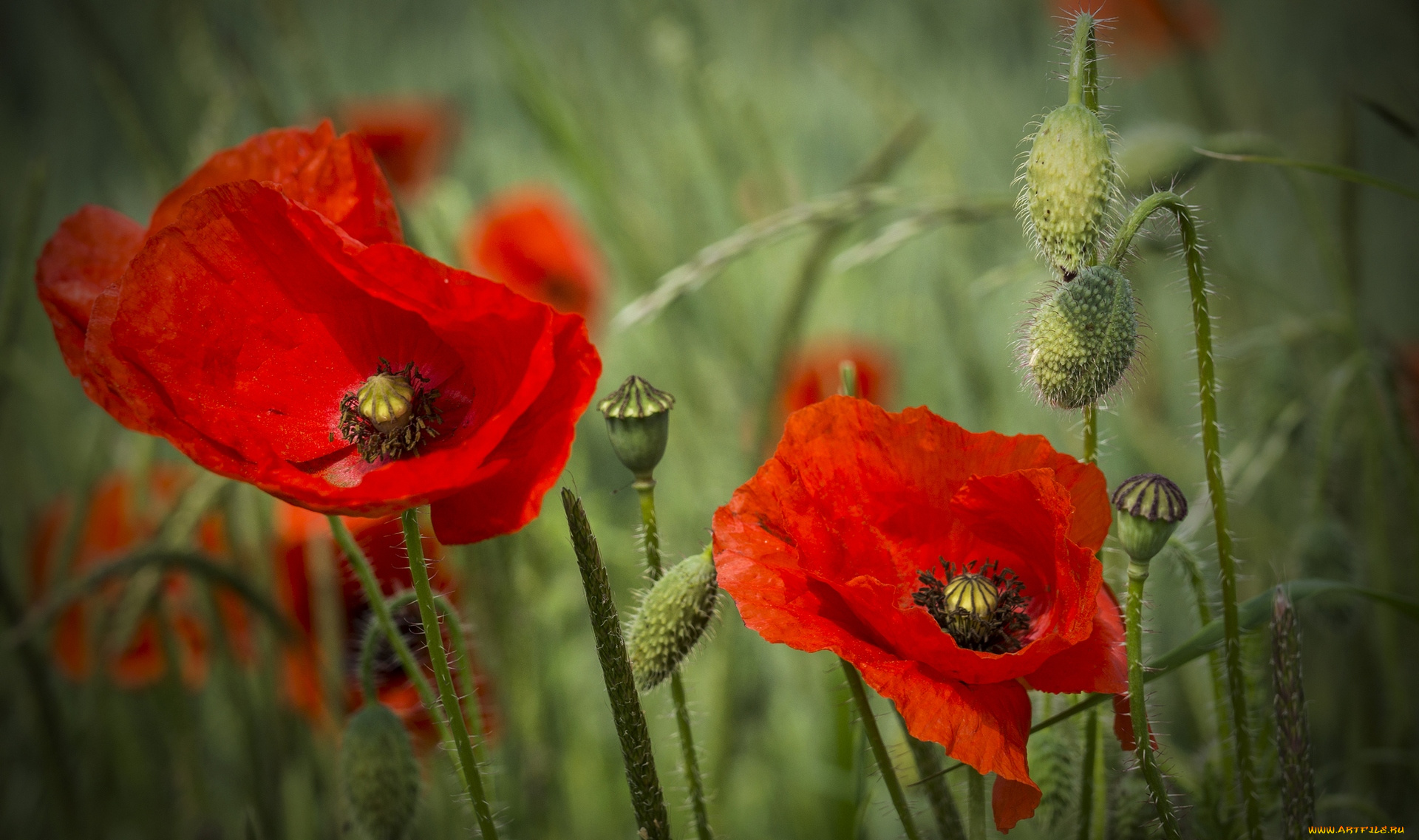 цветы, маки, цветок, красный