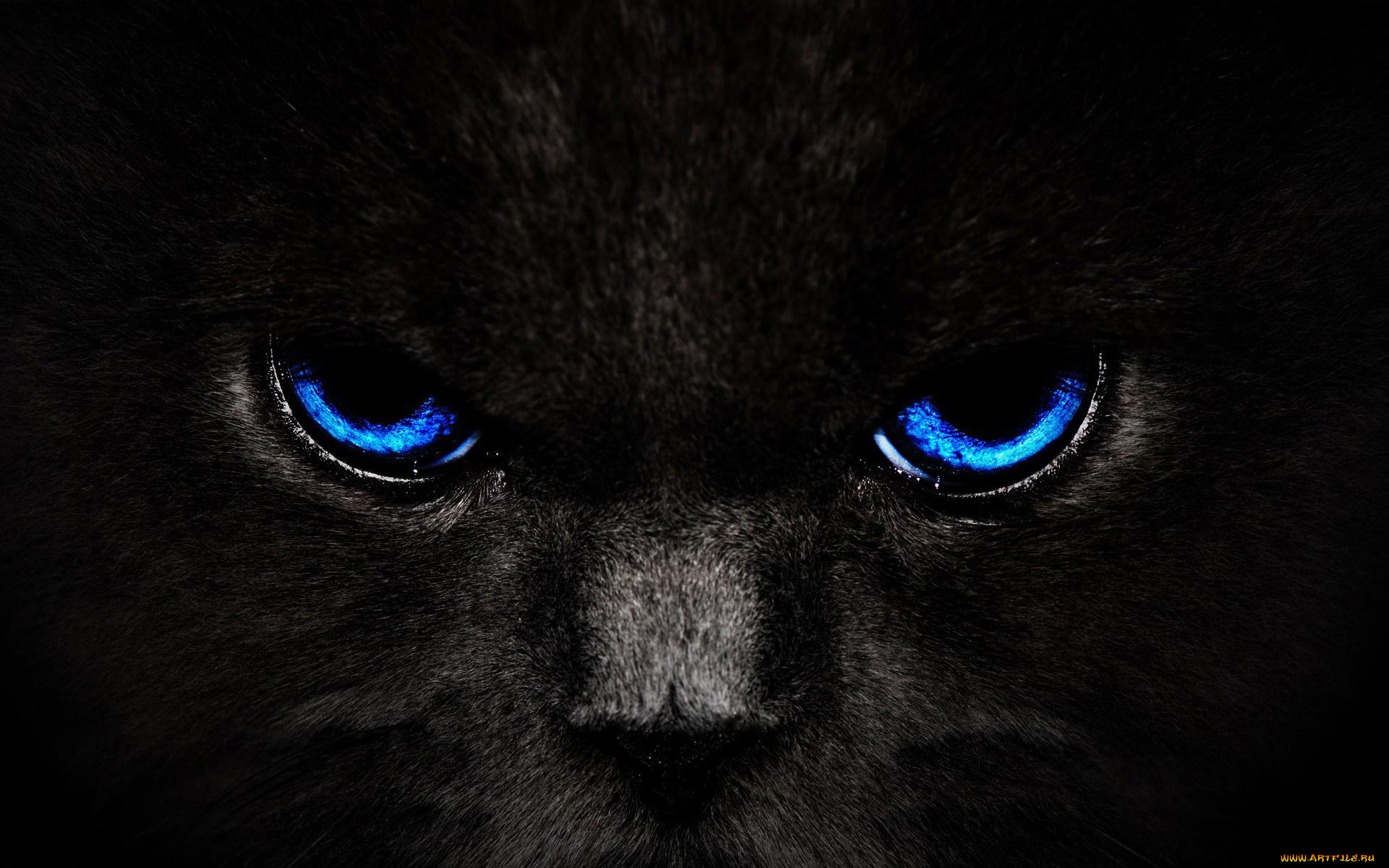 животные, коты, морда, глаза, кот, кошка, черный