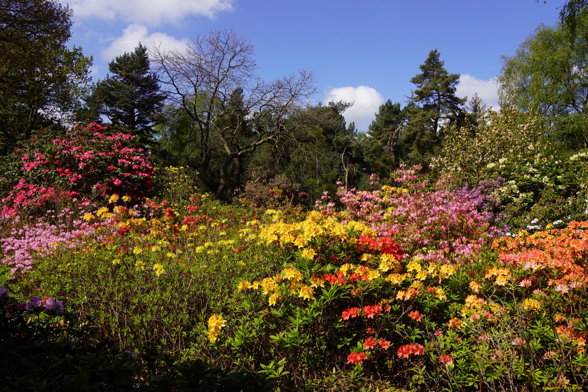 цветы, цветущие, деревья, , , кустарники, облака, деревья
