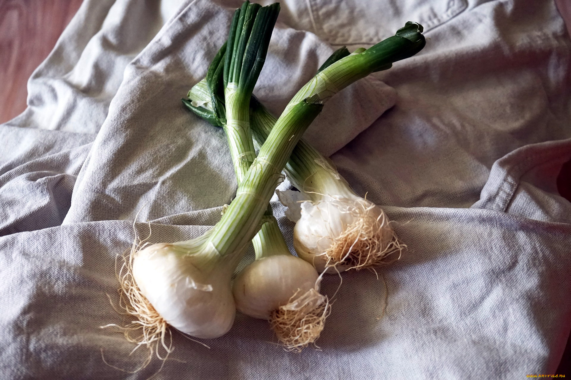 еда, лук, луковицы, молодой