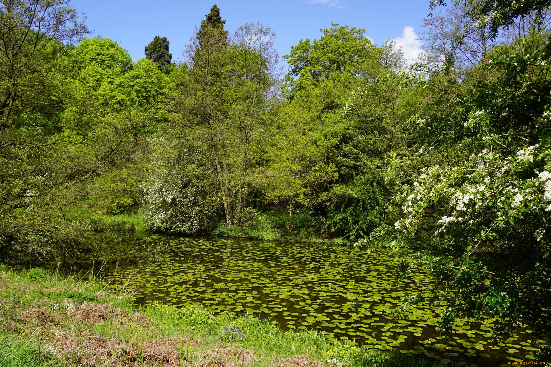 природа, реки, озера, трава, деревья, кувшинки, пруд
