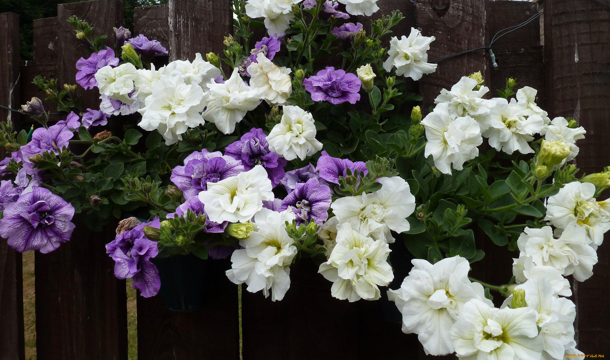 цветы, петунии, , калибрахоа, цветение, бутон, нежность, петуния