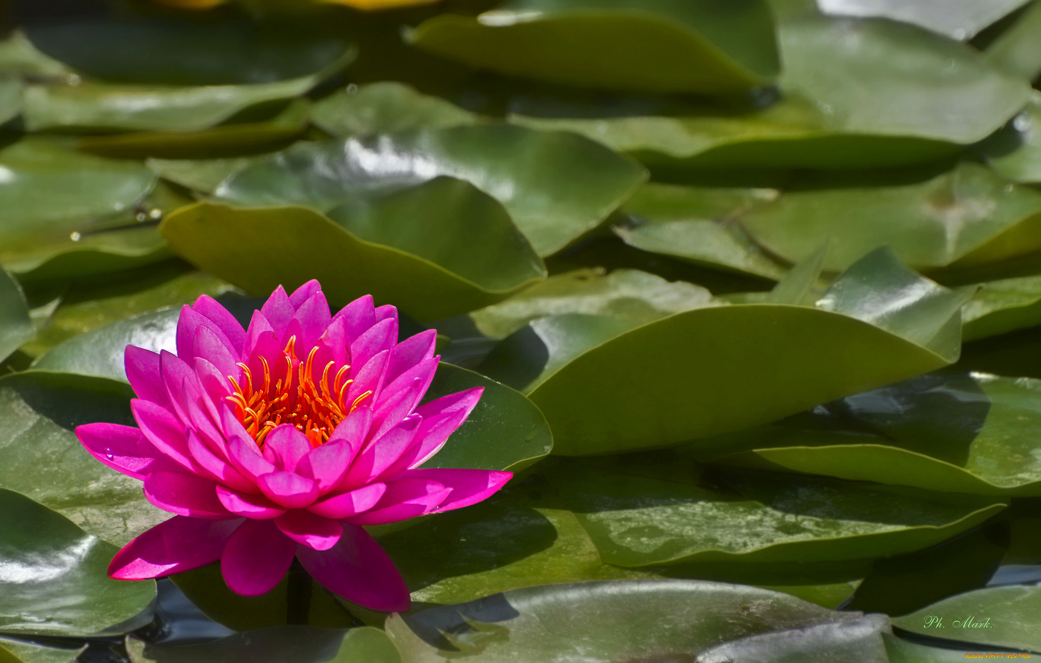 цветы, лотосы, лотос, лепестки, цветение