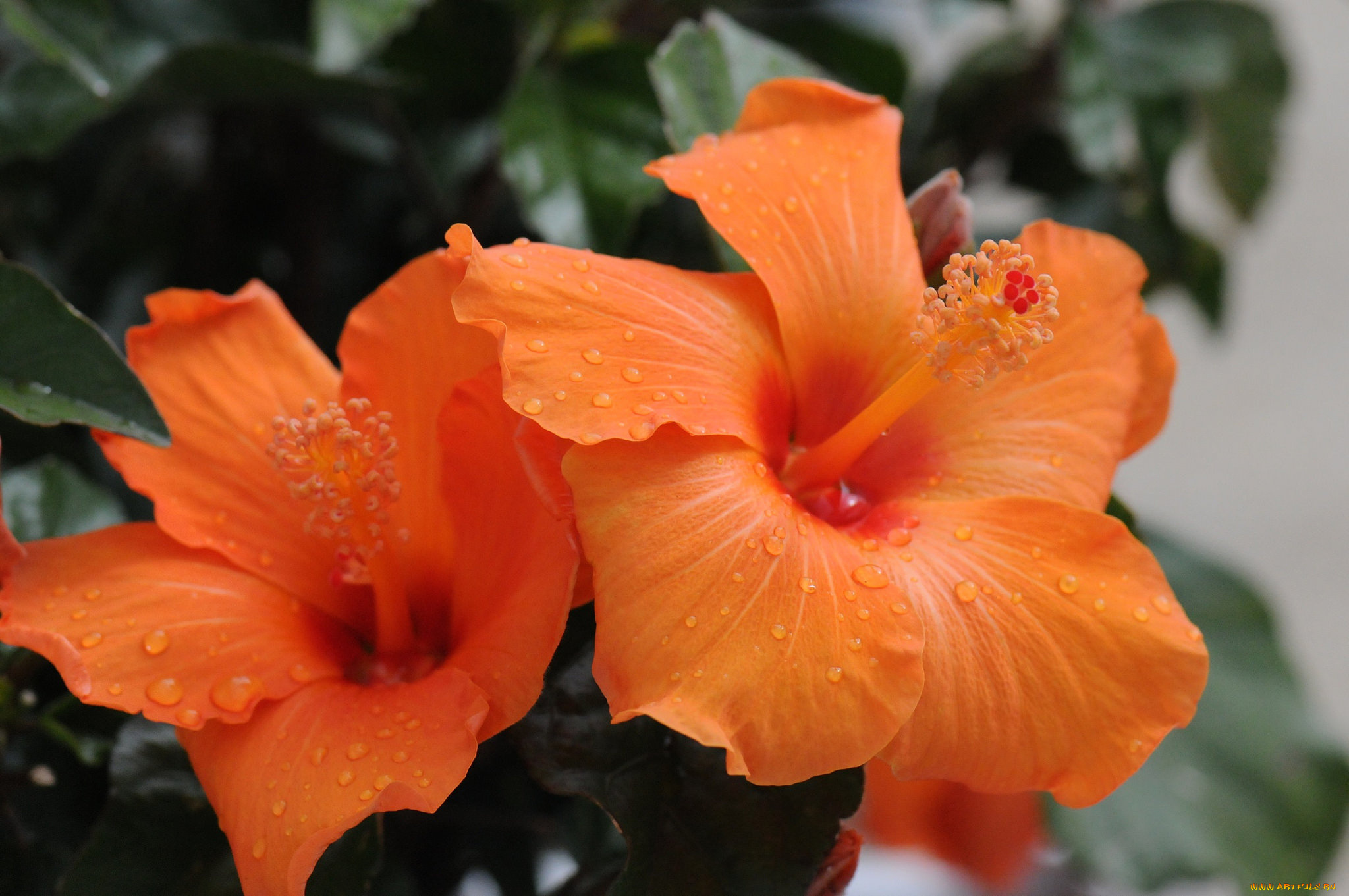 цветы, гибискусы, гибискус, цветение, листики, красный, тычинка