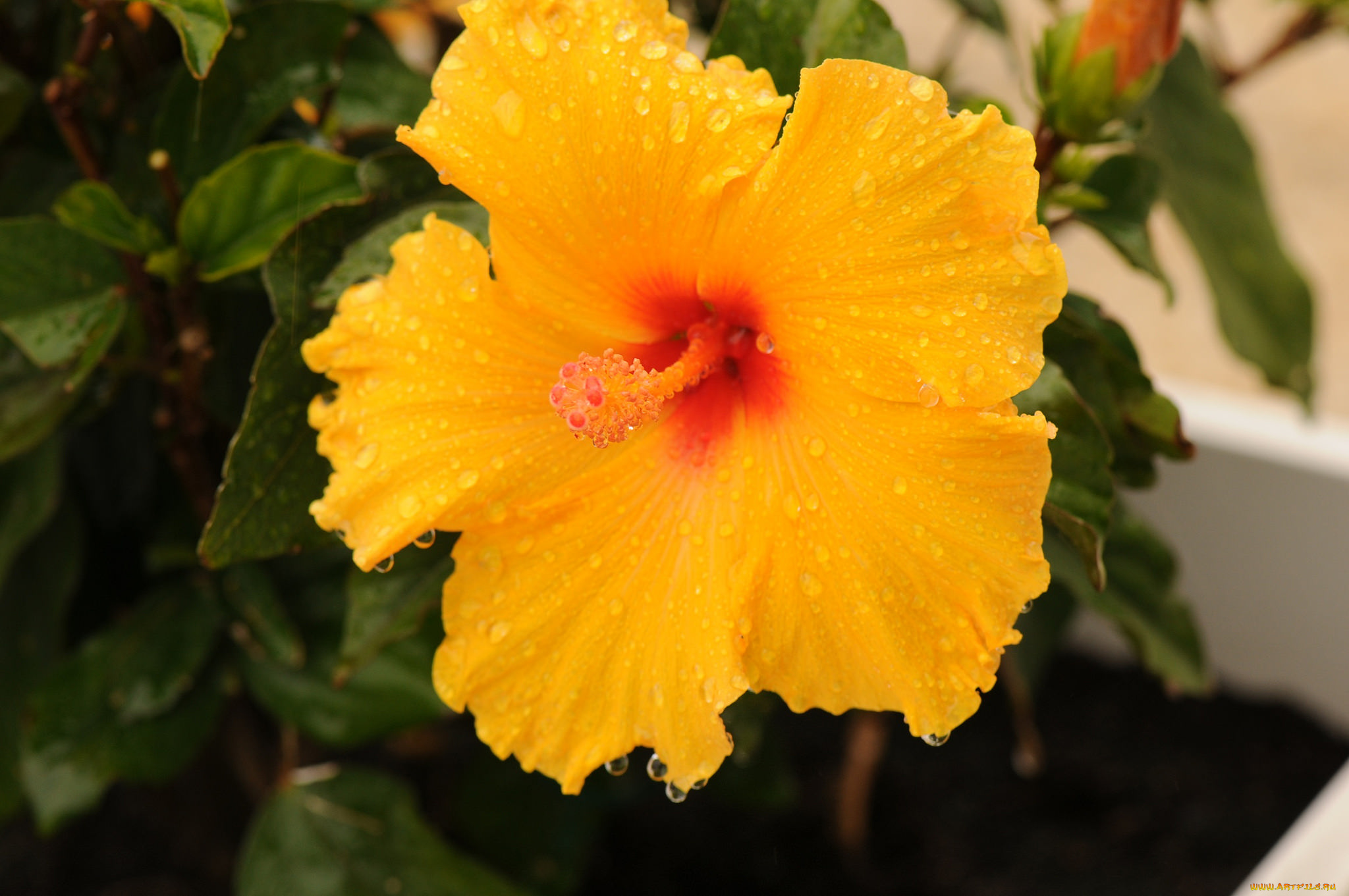 цветы, гибискусы, гибискус, тычинки, цветение, ярко, лепестки, листики