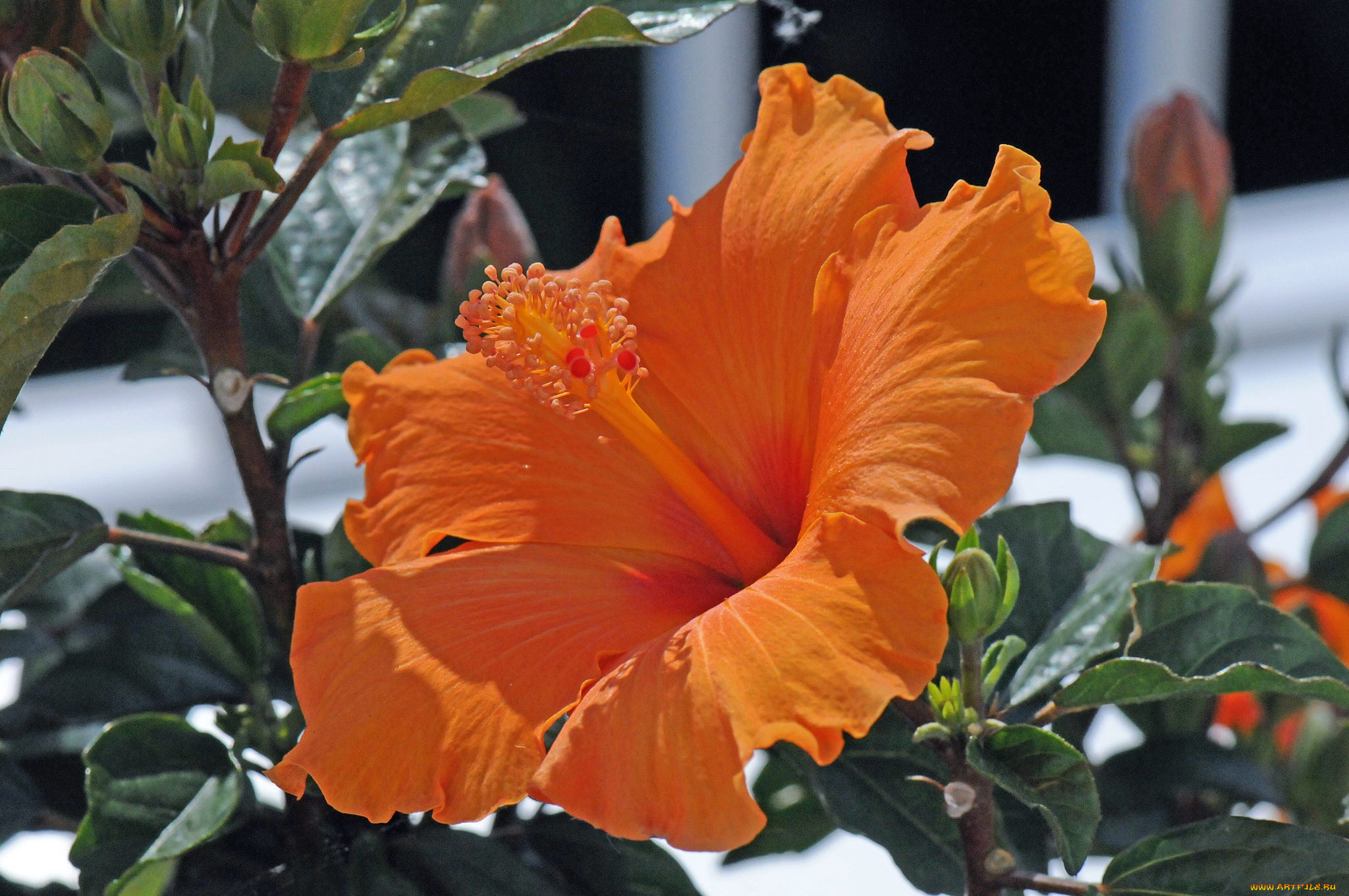 цветы, гибискусы, ярко, цветение, тычинки, лепестки, листики, гибискус