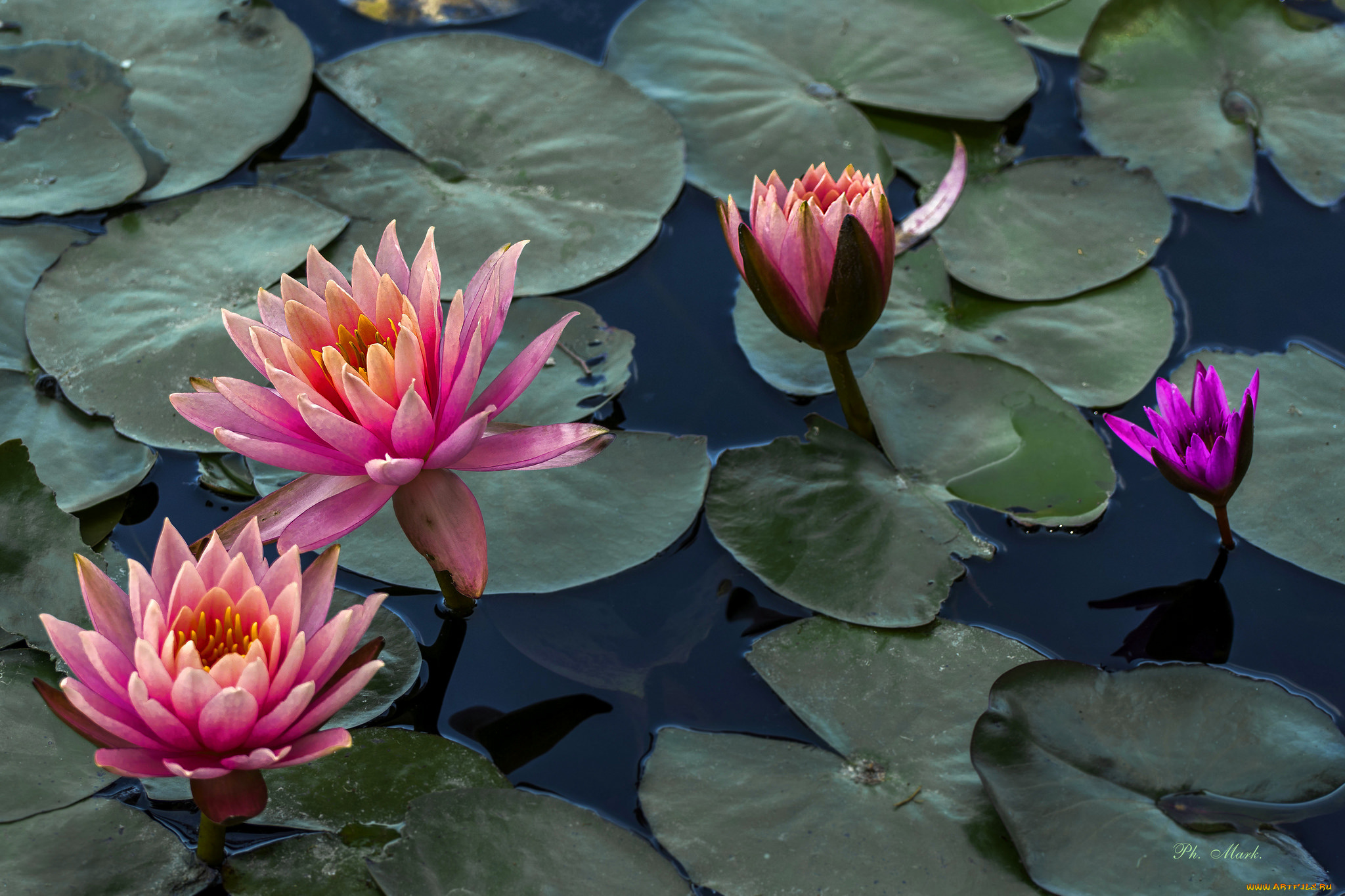 цветы, лилии, водяные, , нимфеи, , кувшинки, листья, водяные, лилии, вода