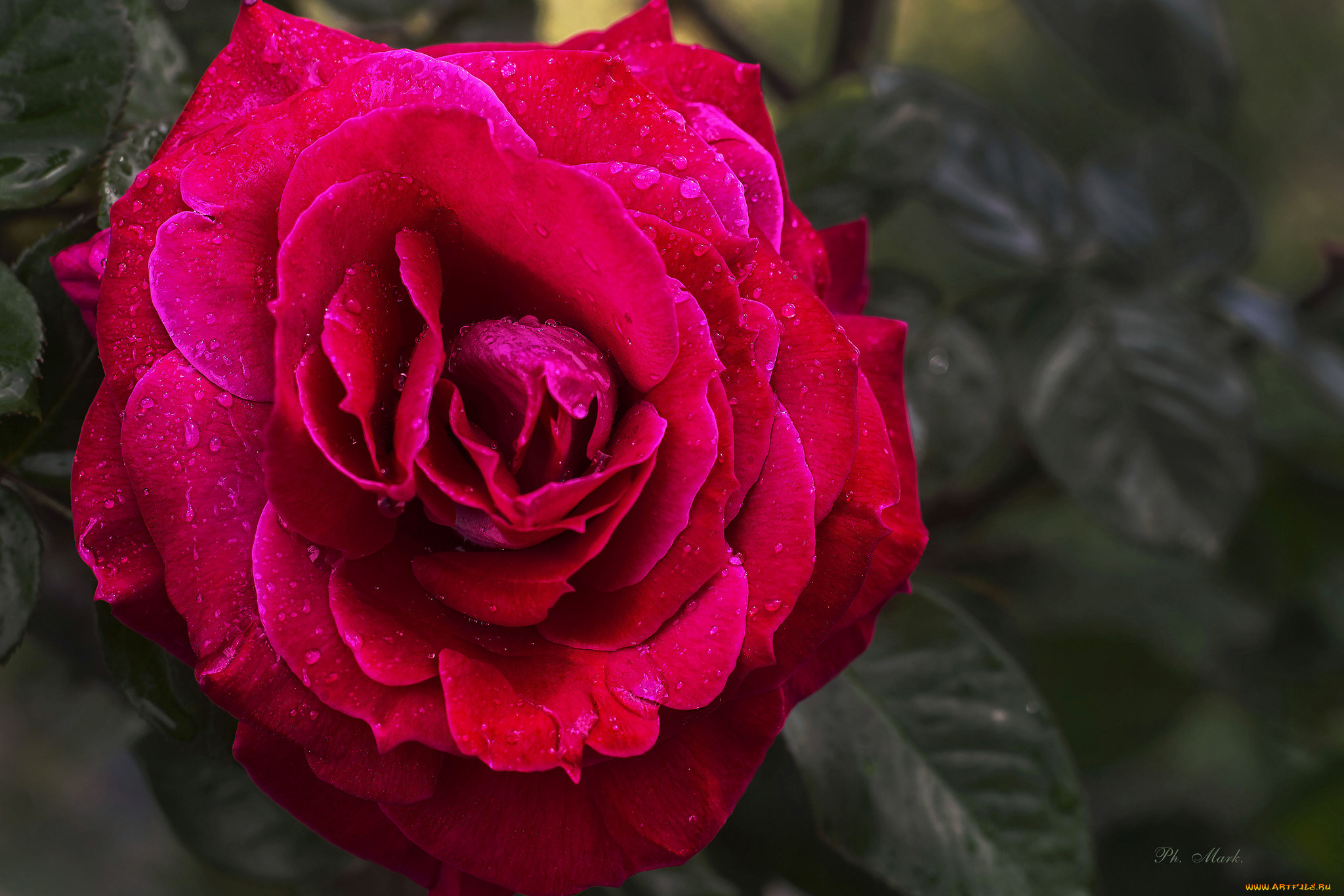 цветы, розы, бутон, blossoms, leaves, bud, rose, роза, цветение, лепестки, листья, petals