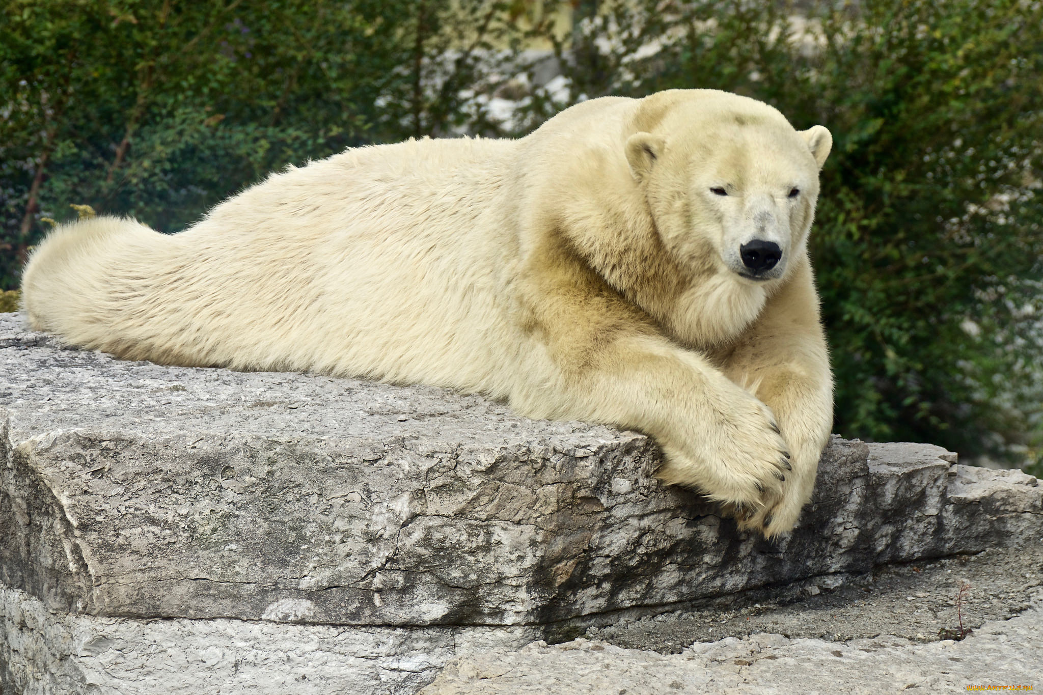 животные, медведи, мишка, большой, лапа, животное