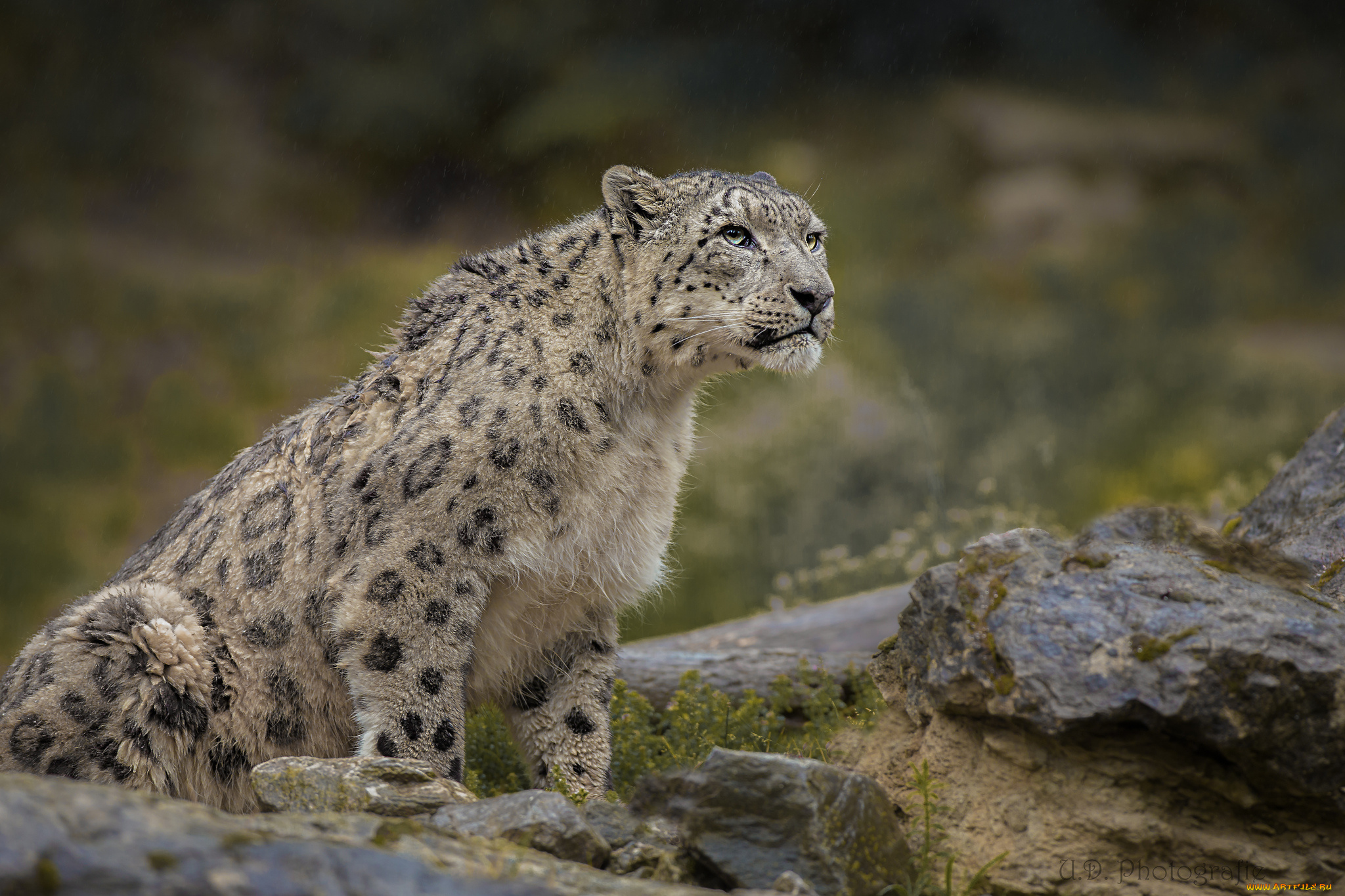 животные, снежный, барс, , ирбис, кошка, морда, снежный, барс