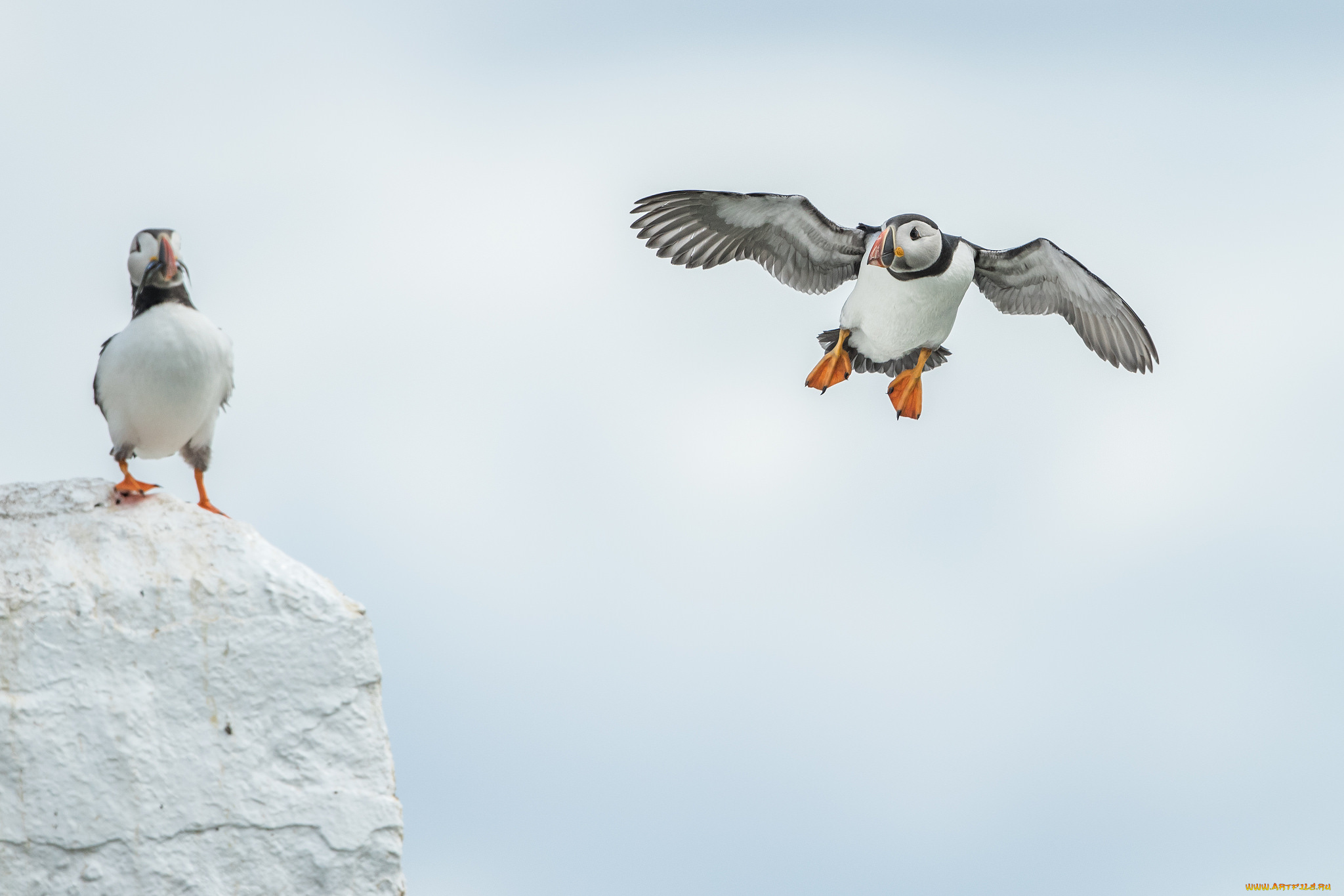 животные, тупики, окрас, птица, тупик