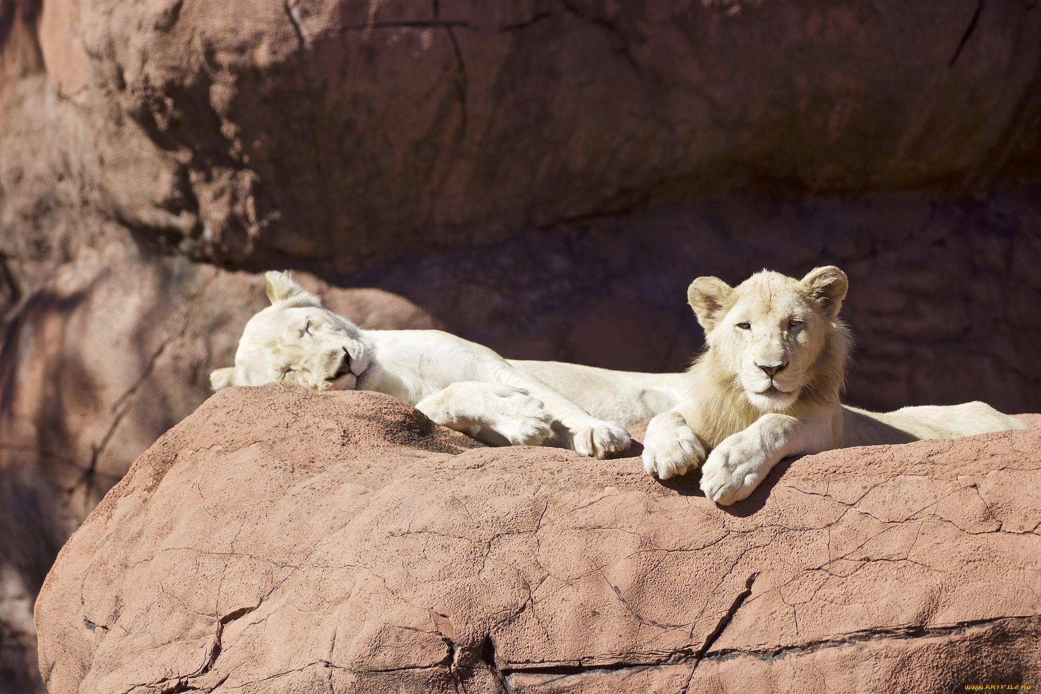 животные, львы, лев, грива, цвет, животное, опасен