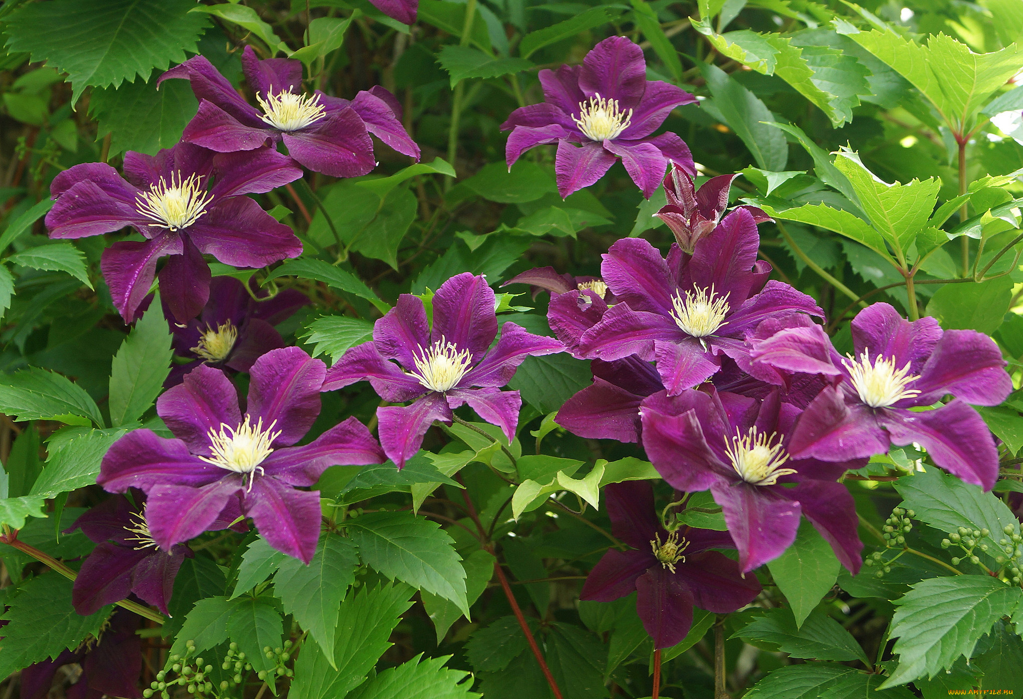 цветы, клематис, , ломонос, цветение, лепестки, цветки, клематис, розовый